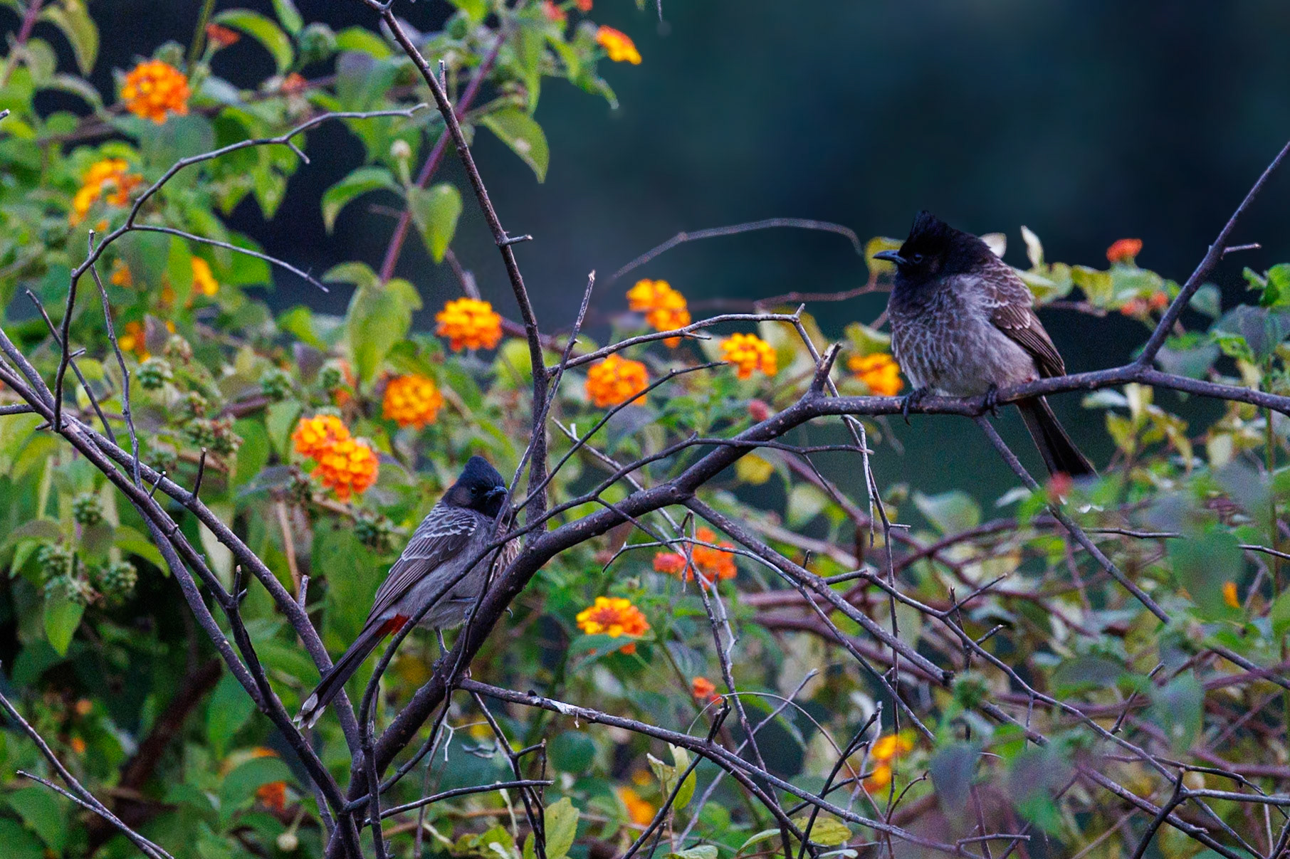 __2025-12-01__Canon__Canon EOS R3__ RF100-500mm F4.5-7.1 L IS USM__f/7.1__1/640 sec____Dhela FRH__India__29°24'52.452" N 78°59'50.7264" E