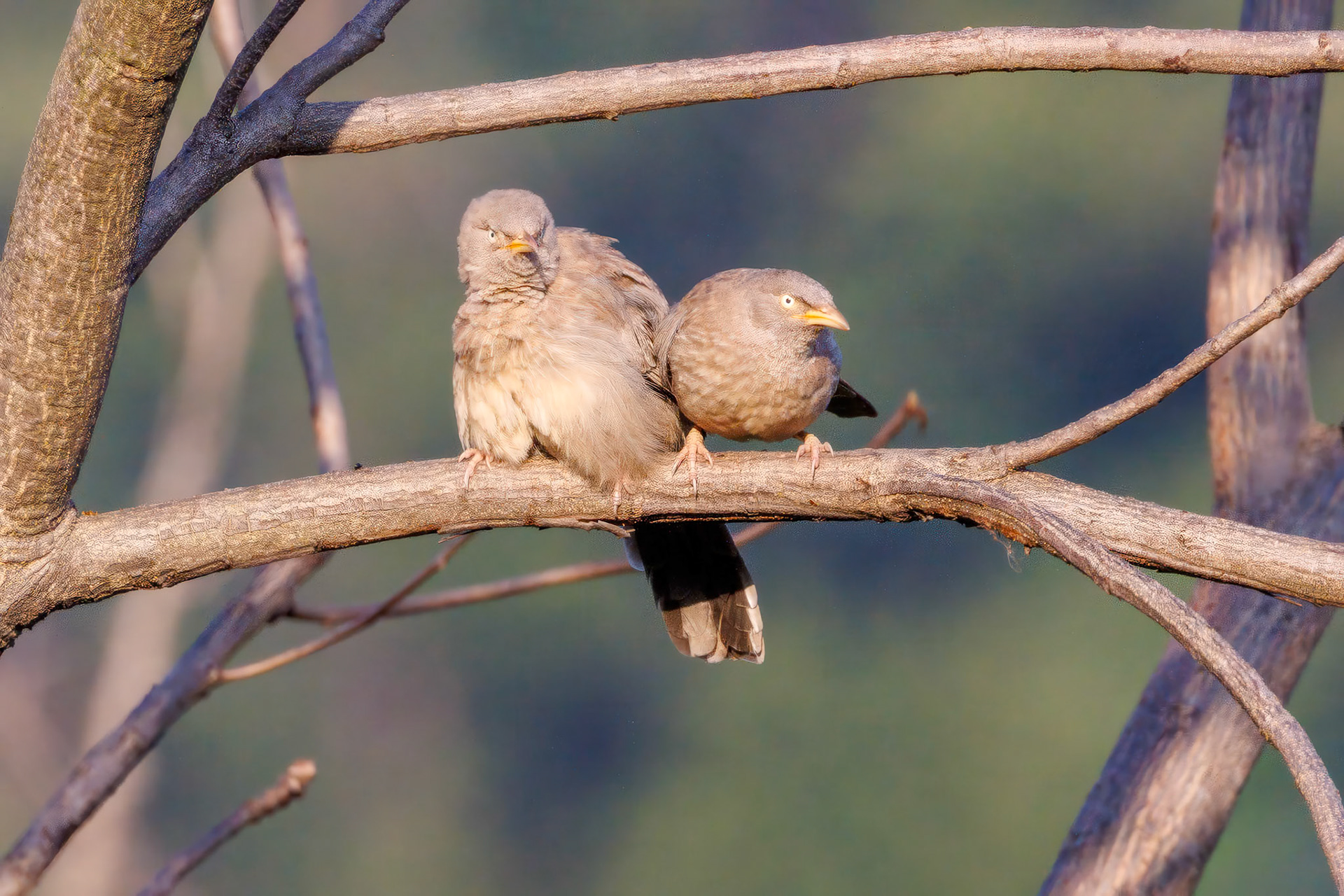 Jungle Babblers__2026-03-09__Canon__Canon EOS R3__ RF100-500mm F4.5-7.1 L IS USM__f/7.1__1/1000 sec____Dhela FRH__India__29°24'52.452" N 78°59'50.7264" E