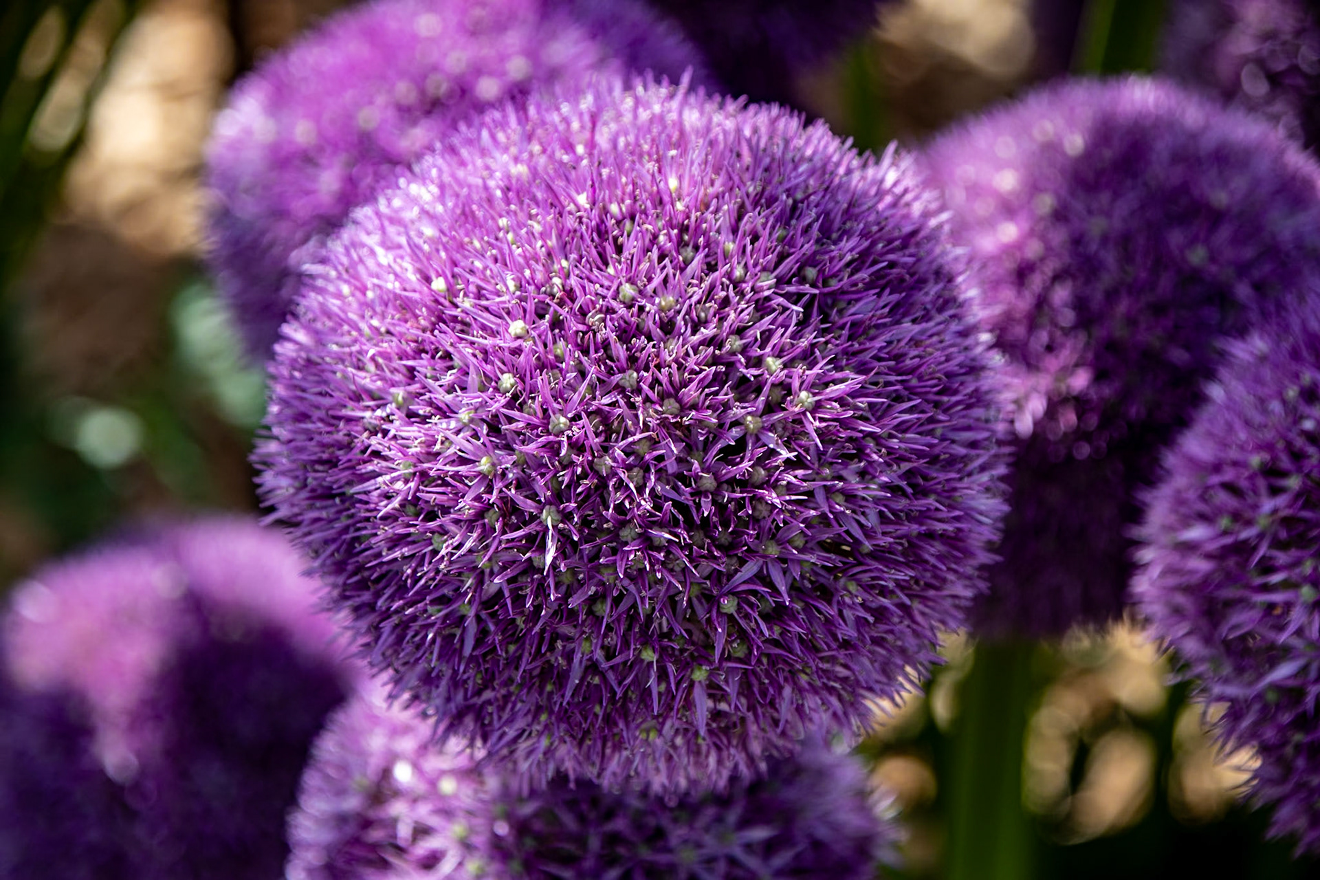2023-09-05 13:23:36_TAMRON 28-300mm F/3.5-6.3 Di VC PZD A010_f/6.3_1/500 sec_Allium giganteum – Ornamental Onion_Portsmouth Road_Woking_England_51°18'52.9488" N 0°28'25.68" W