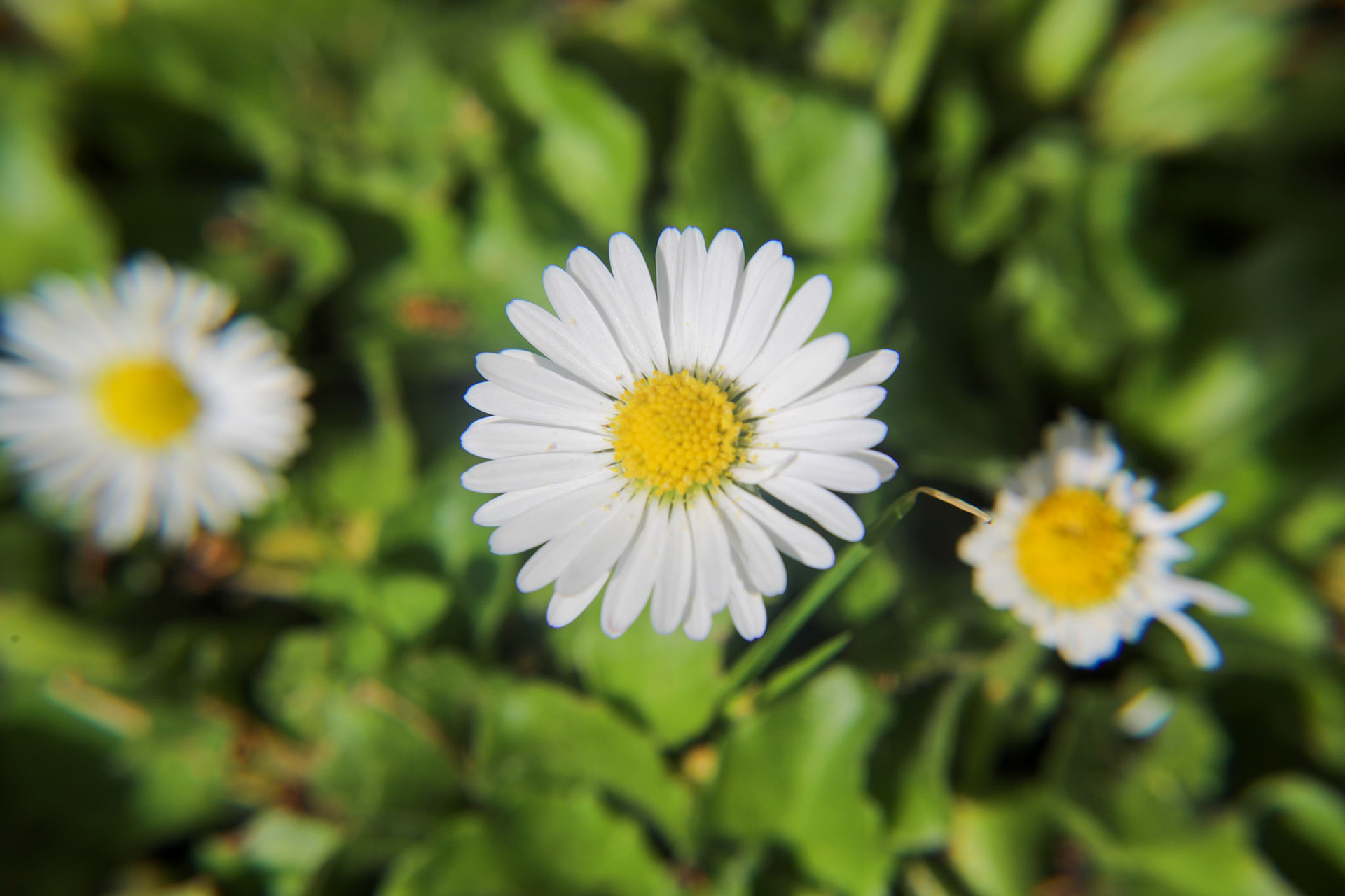 2023-04-19 14:22:40_TAMRON 28-300mm F/3.5-6.3 Di VC PZD A010_f/11_1/320 sec_Daisy_____