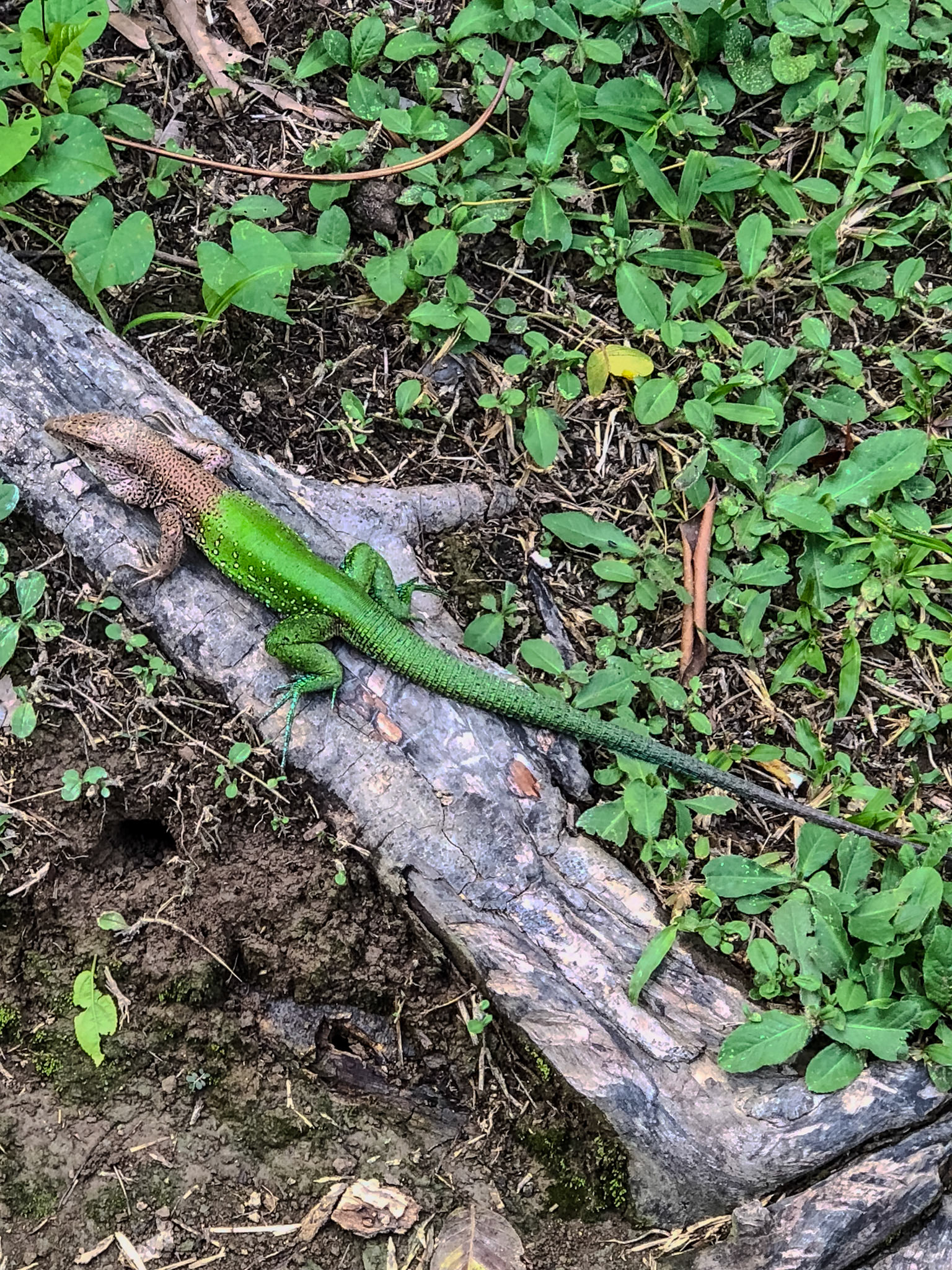 2018-11-06 15:29:14_iPhone X back dual camera 6mm f/2.4_f/2.4_1/60 sec____