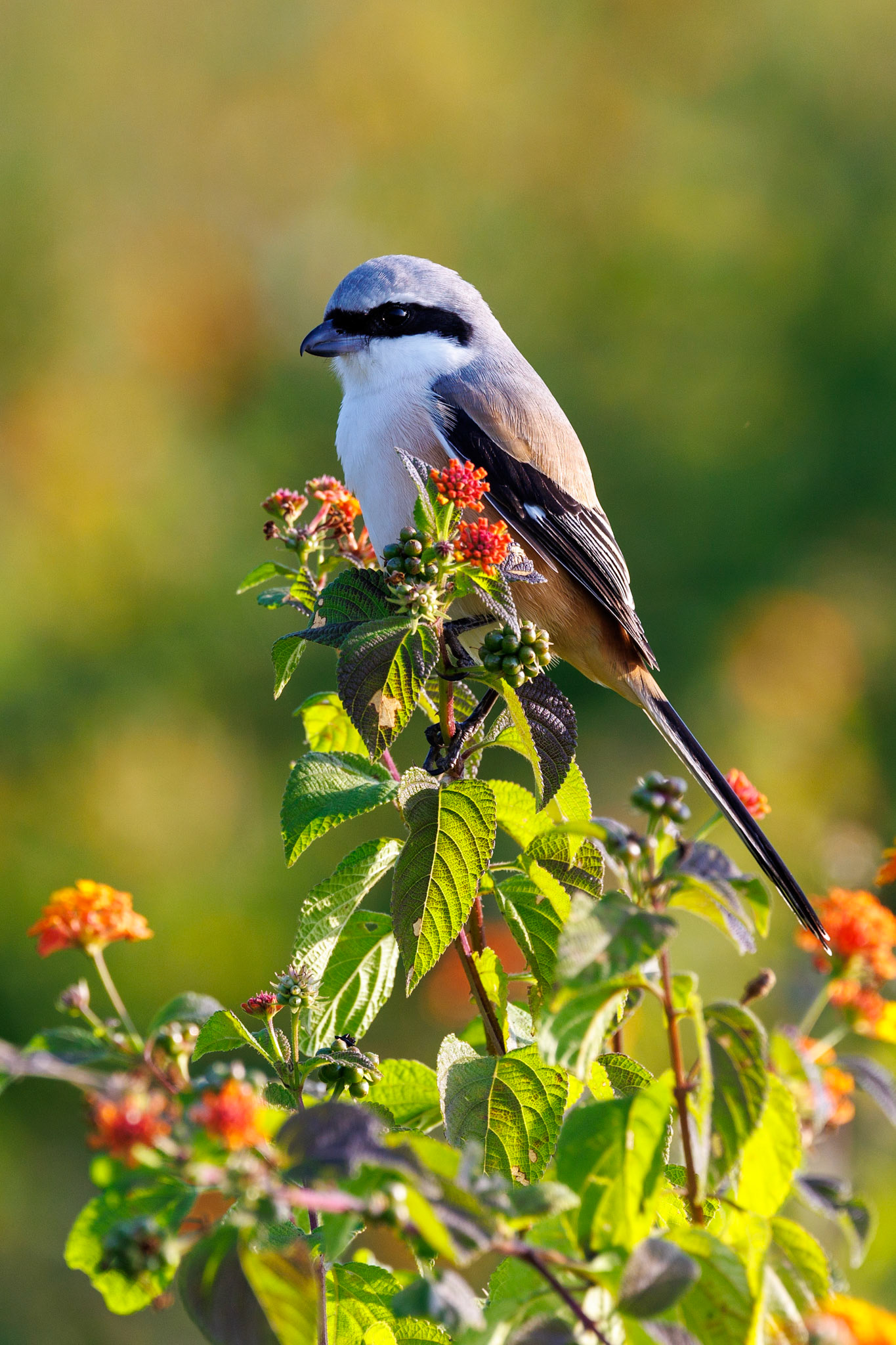 Brown Shrike__2025-12-01__Canon__Canon EOS R3__ RF100-500mm F4.5-7.1 L IS USM__f/8__1/320 sec____Ramnagar__India__29°26'25.638" N 78°57'33.6492" E
