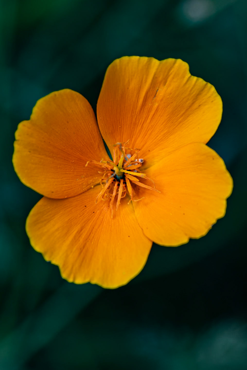 2023-08-17 15:45:04_TAMRON 28-300mm F/3.5-6.3 Di VC PZD A010_f/6.3_1/250 sec_Eschscholzia californica – California Poppy _Staines Road_Wraysbury_England_51°27'18.792" N 0°33'17.9208" W