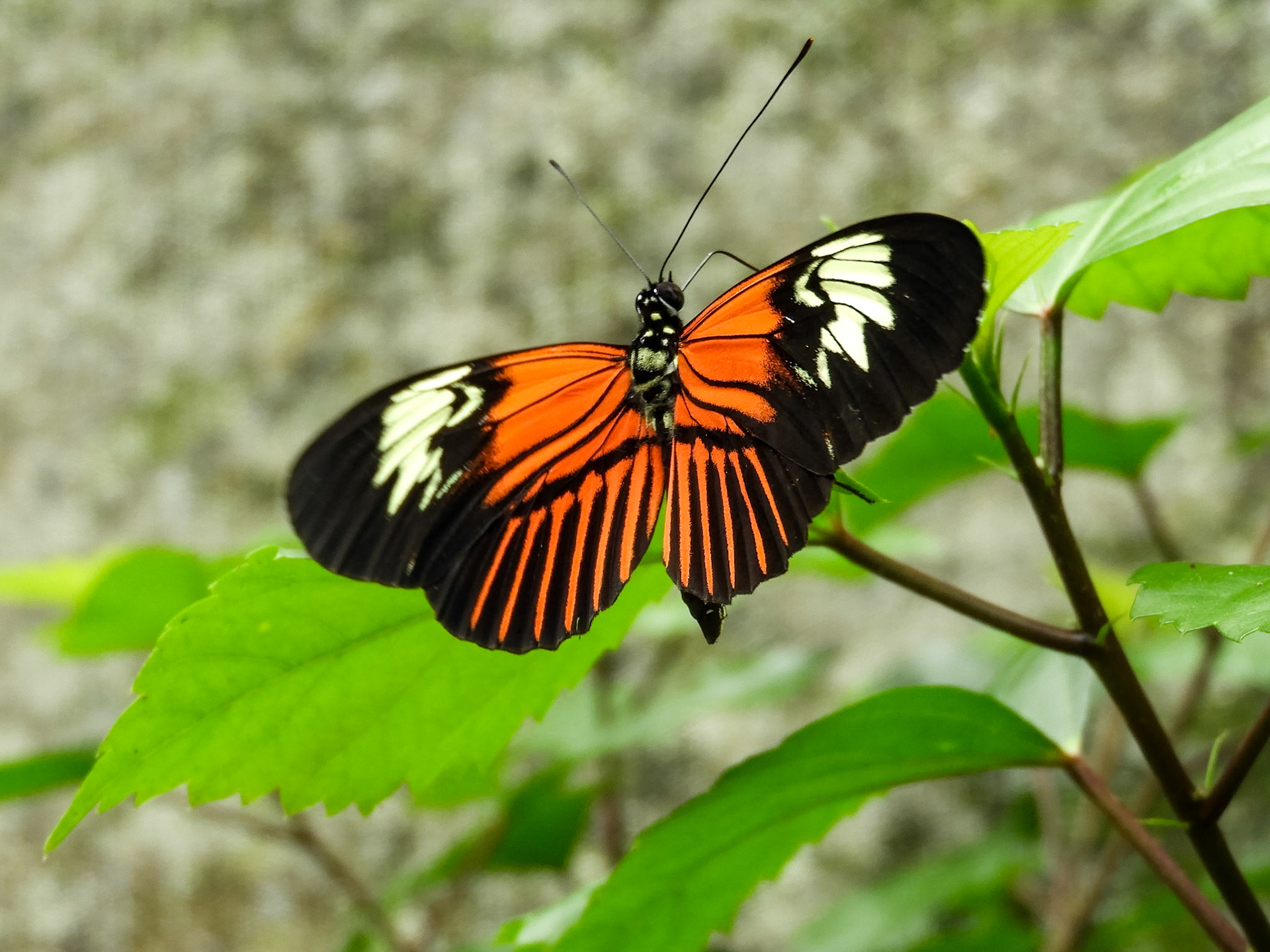 Postman Butterfly__2018-11-07__Nikon__Coolpix B700__ __f/4.8__1/60 sec__Vía Aeropuertoo__Tambopata__Peru__12°36'1.0512" S 69°13'13.5948" W