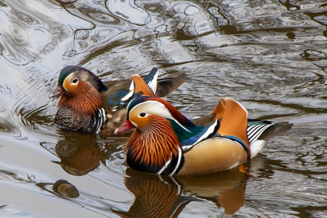 Mandarin Ducks__2023-04-24__Canon__Canon EOS 5D Mark IV__ TAMRON 28-300mm F/3.5-6.3 Di VC PZD A010__f/18__1/200 sec__Rhododendron Ride__Borough of Runnymede__England__51°24'59.1192" N 0°35'26.9448" W