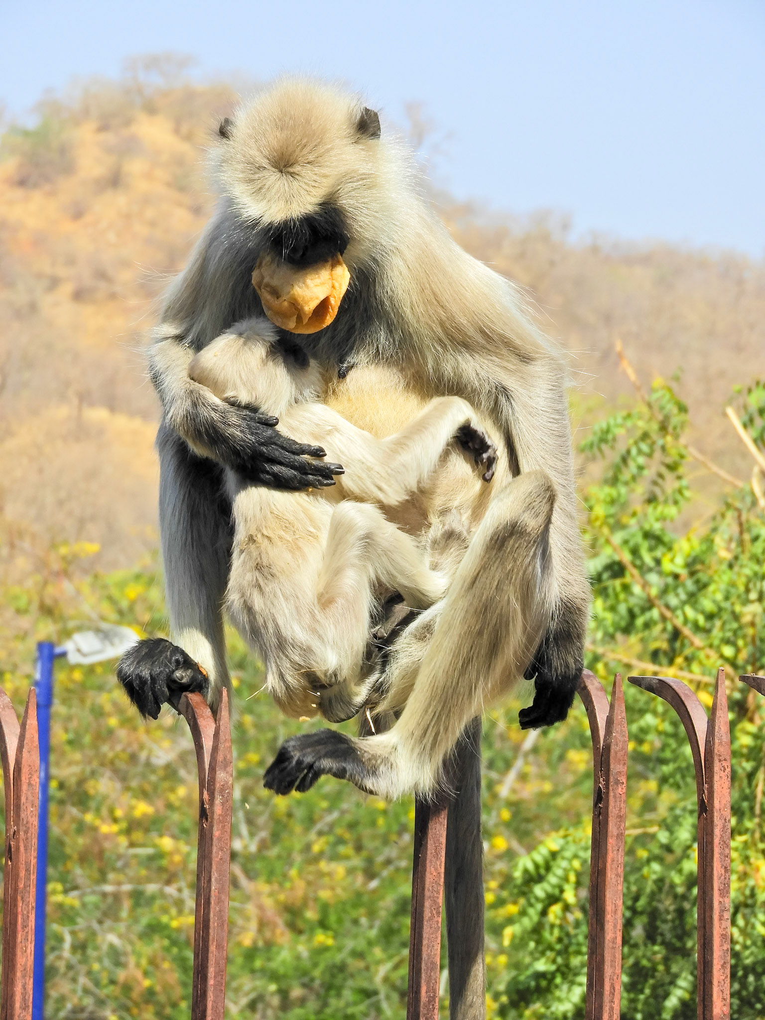 Langur Monkeys__2018-02-22__Nikon__Coolpix B700__ __f/5.5__1/640 sec____Desuri Tehsil__India__25°6'58.896" N 73°28'17.9292" E