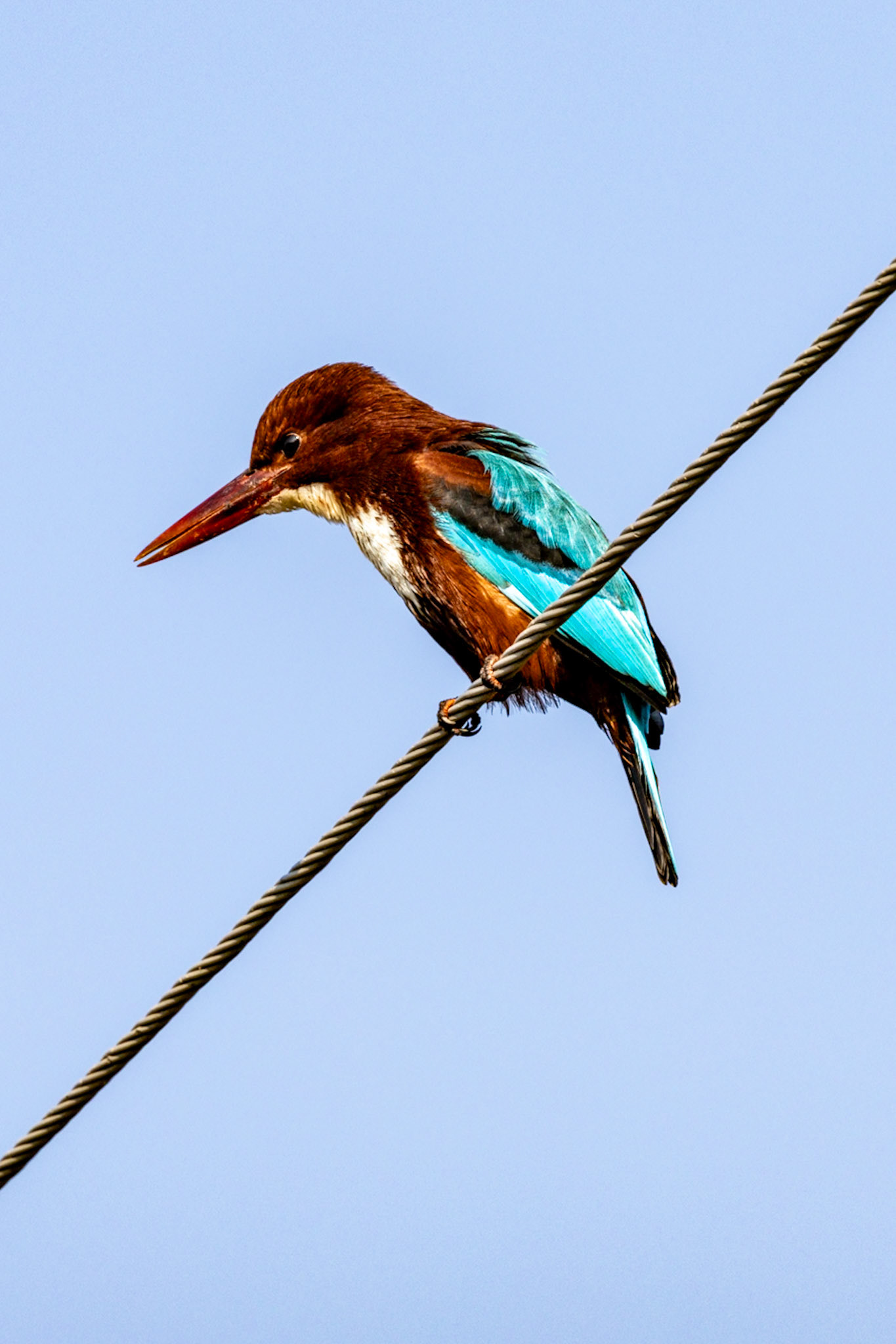 White-throated Kingfisher__2025-12-01__Canon__Canon EOS R3__ RF100-500mm F4.5-7.1 L IS USM__f/14__1/320 sec____Dhela FRH__India__29°26'0.96" N 78°57'37.7892" E