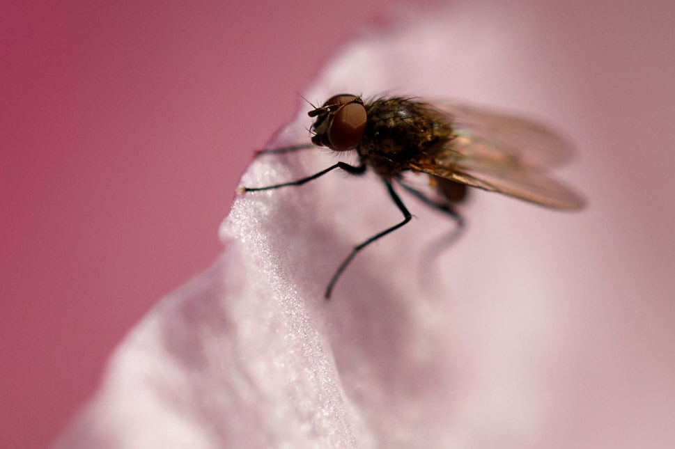 Lesser House Fly__2024-06-06__Canon__Canon EOS 5D Mark IV__ EF100mm f/2.8L Macro IS USM__f/2.8__1/8000 sec__Old School Court__Hythe End__England__51°27'18.468" N 0°33'19.1988" W