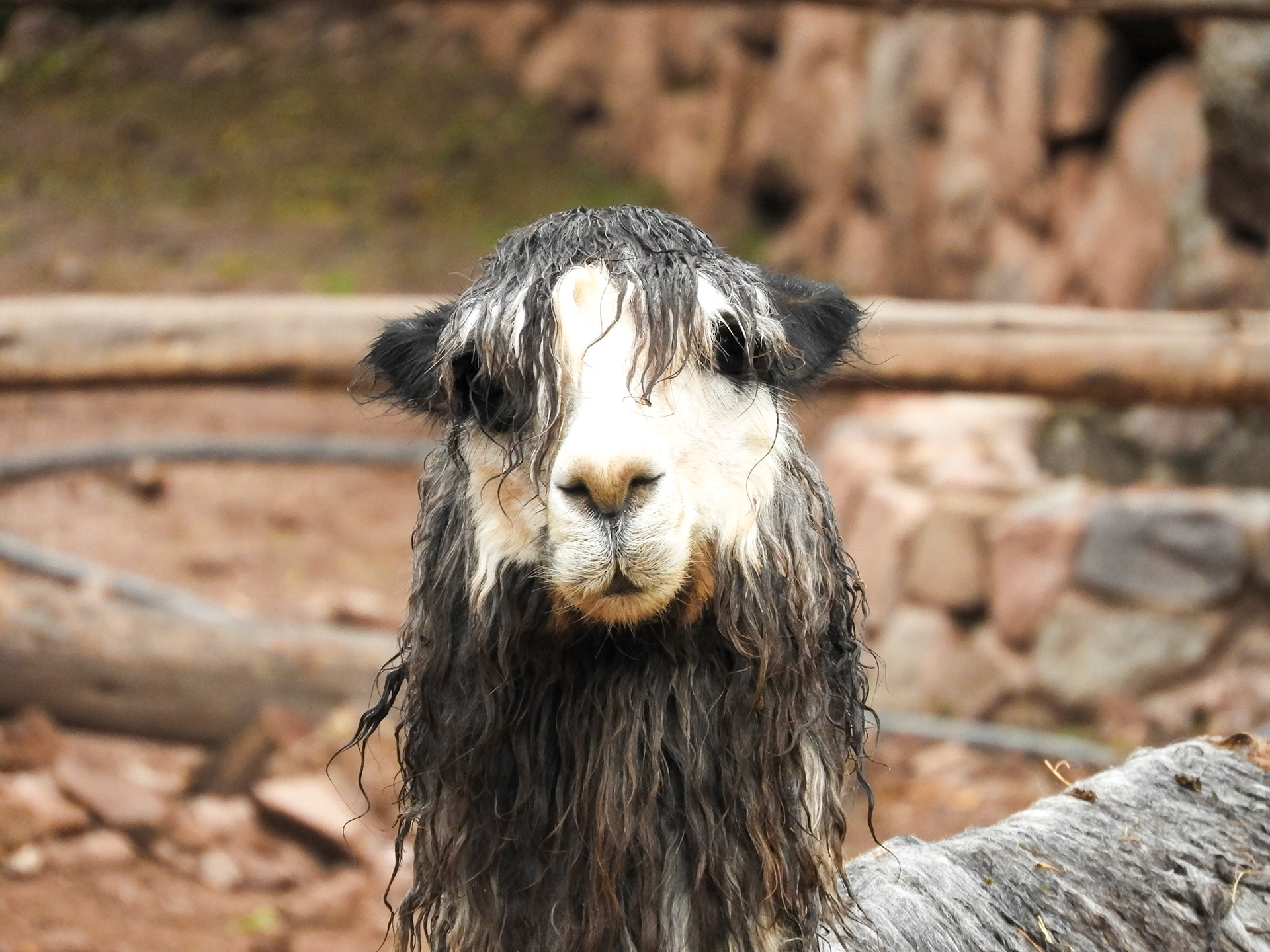 Llama__2018-11-20__Nikon__Coolpix B700__ __f/5.6__1/200 sec__Carretera Cusco- Pisac__Taray__Peru__13°27'59.562" S 71°53'32.8632" W