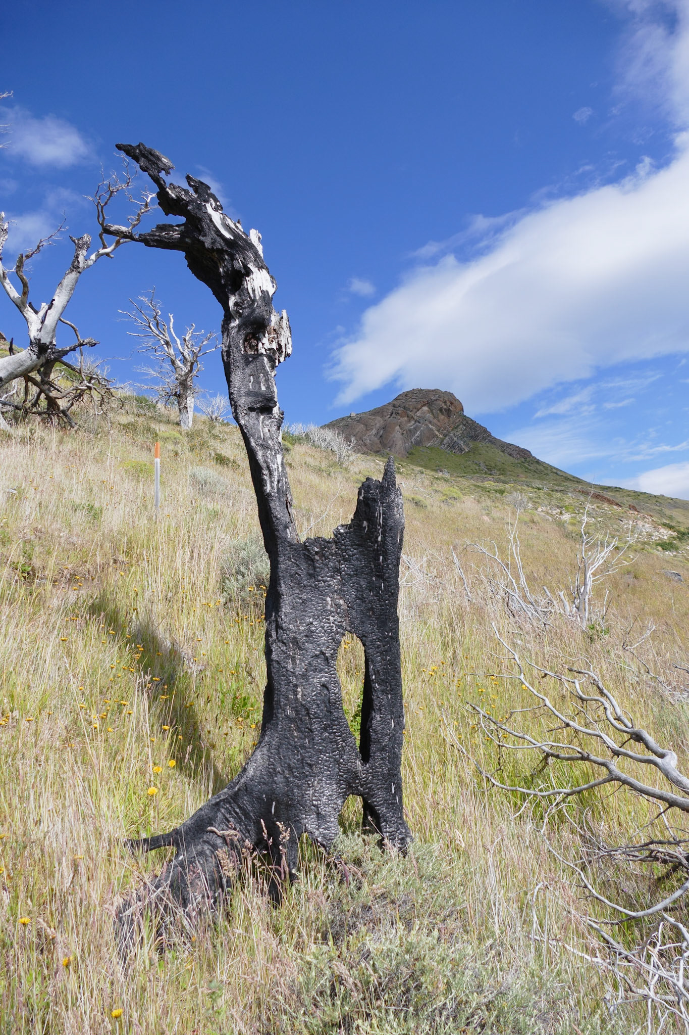 _2020-01-07__Panasonic__DMC-FZ1000__ __f/3.5__1/1600 sec__Camping Sodexo__Torres del Paine__Chile__51°5'48.5268" S 72°58'55.5096" W