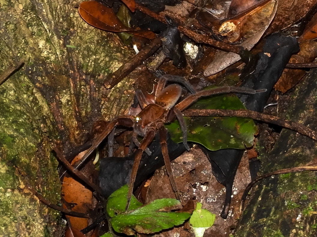 Wolf Spider__2018-11-06__Nikon__Coolpix B700__ __f/5.2__1/60 sec____Las Piedras__Peru__12°32'22.362" S 69°3'11.7648" W