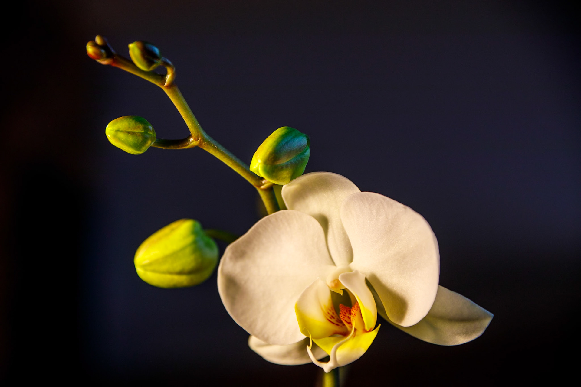 2023-02-18 16:53:27_TAMRON 28-300mm F/3.5-6.3 Di VC PZD A010_f/5.6_1/125 sec___Staines Road_Wraysbury_England_51°27'18.018" N 0°33'18.072" W