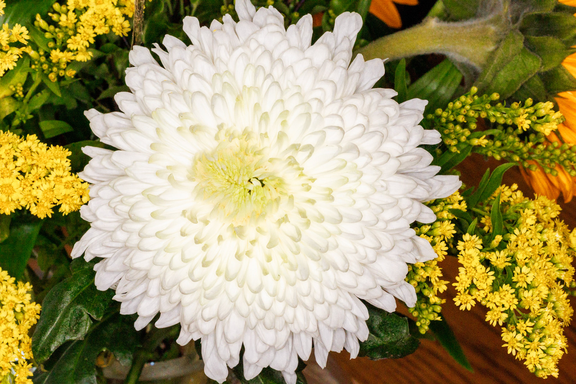 2024-07-08 17:08:02_EF100mm f/2.8L Macro IS USM_f/29_1/60 sec______