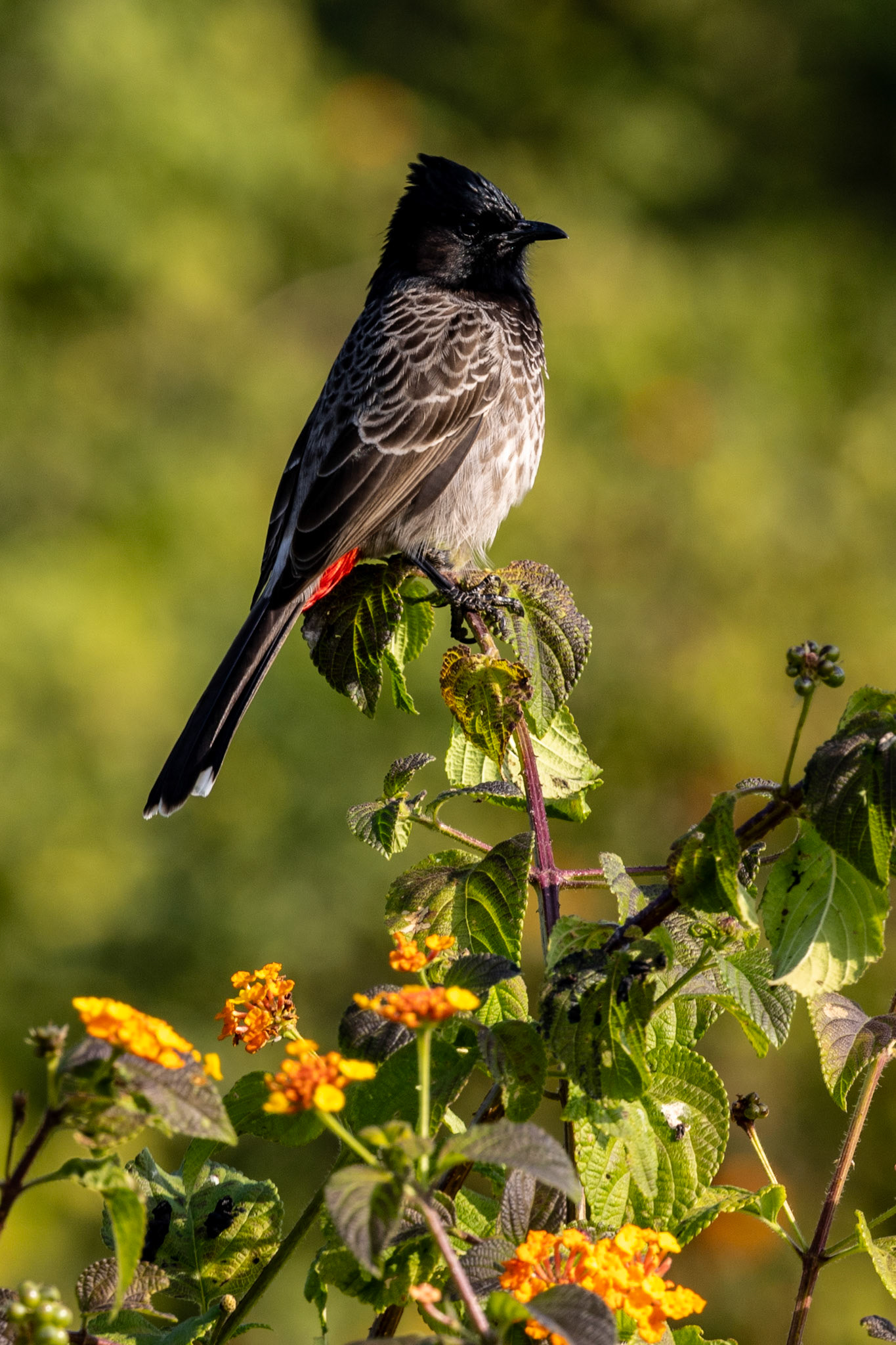 Red-vented Bulbul__2025-12-01__Canon__Canon EOS R3__ RF100-500mm F4.5-7.1 L IS USM__f/14__1/125 sec____Ramnagar__India__29°26'25.7352" N 78°57'33.8148" E