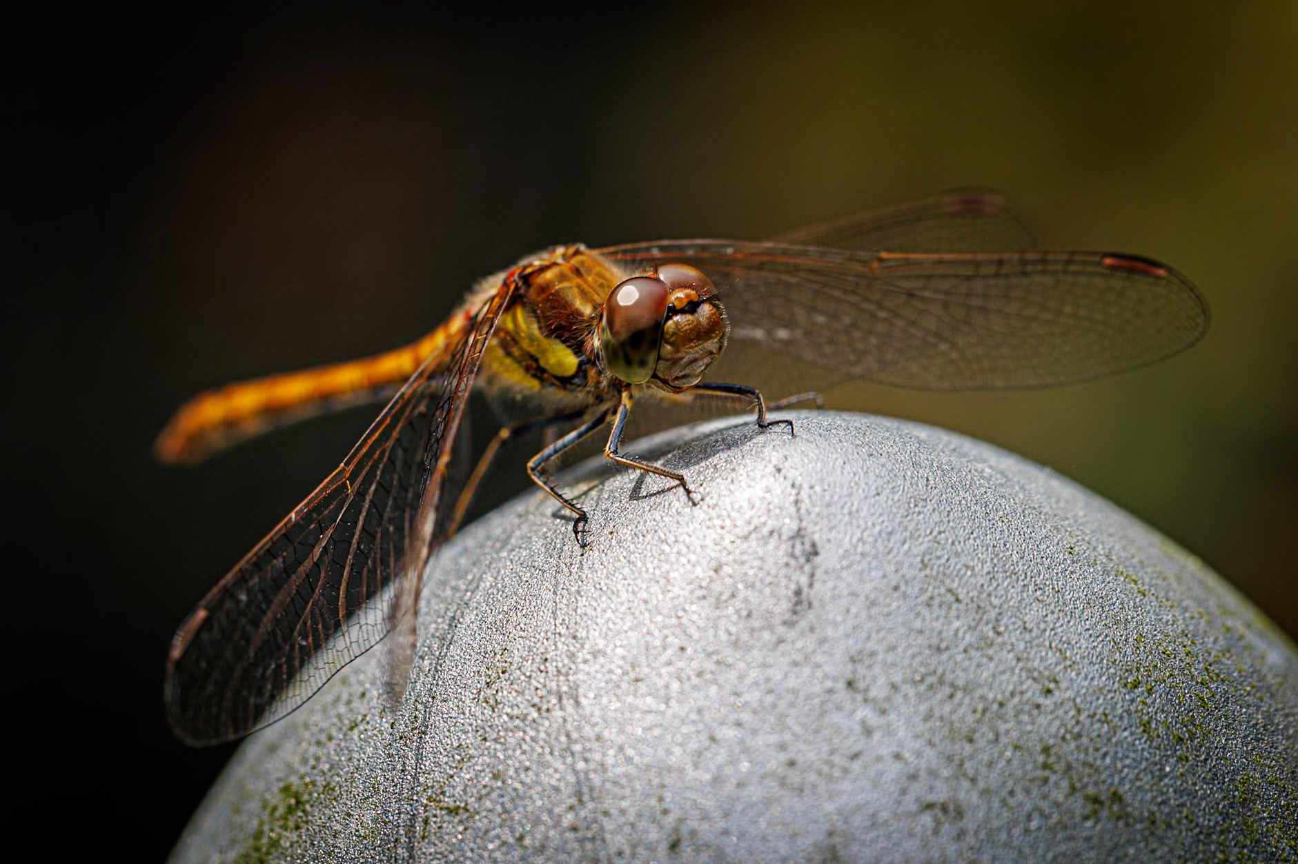 Common Darter__2024-07-24__Canon__Canon EOS R3__ EF100mm f/2.8L Macro IS USM__f/7.1__1/320 sec__Old School Court__Hythe End__England__51°27'17.2872" N 0°33'19.692" W