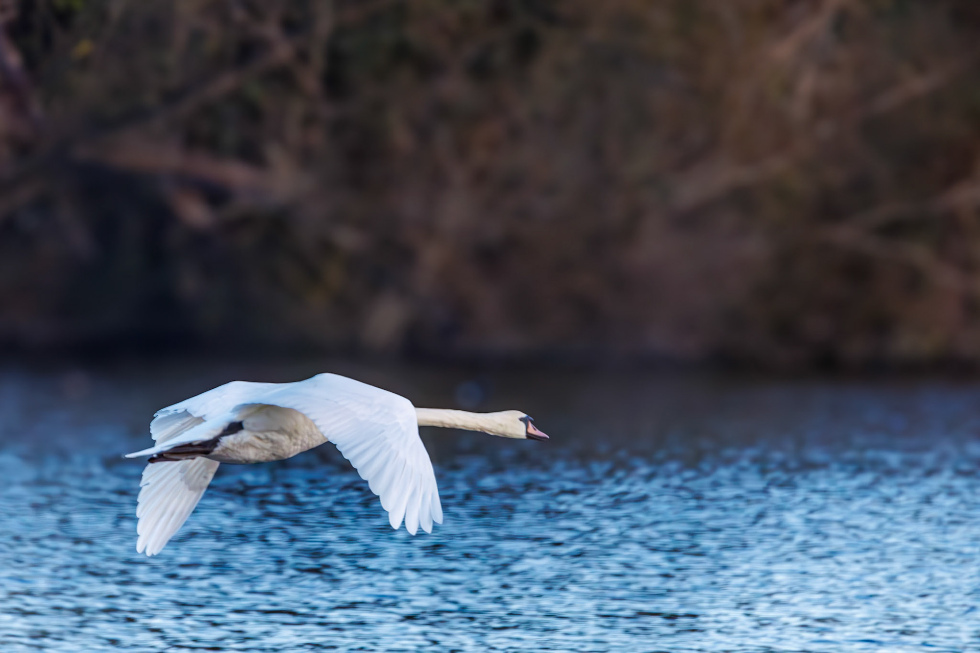 Mute Swan__2024-11-11__Canon__Canon EOS R3__ 150-600mm F5-6.3 DG OS HSM Sports 014 +1.4x__f/16__1/1000 sec________