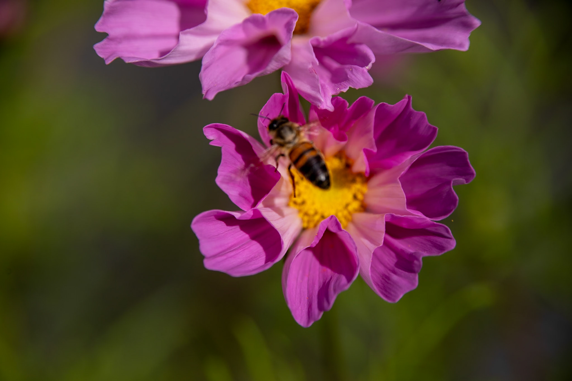 _2023-08-17__Canon__Canon EOS 5D Mark IV__ TAMRON 28-300mm F/3.5-6.3 Di VC PZD A010__f/6.3__1/1000 sec__Staines Road__Wraysbury__England__51°27'18.7488" N 0°33'17.838" W