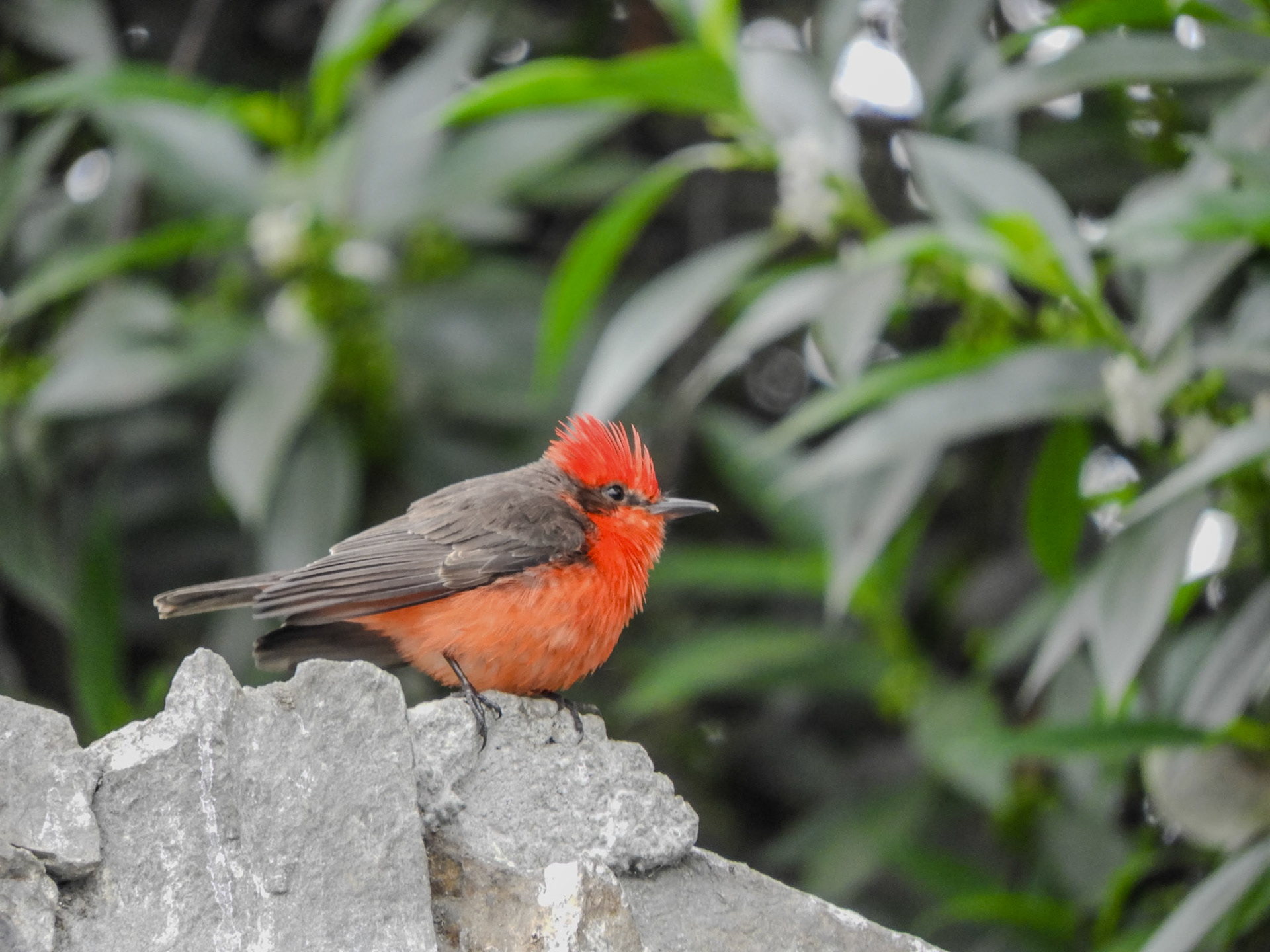 2018-10-14 19:49:44__f/6.3_1/100 sec____