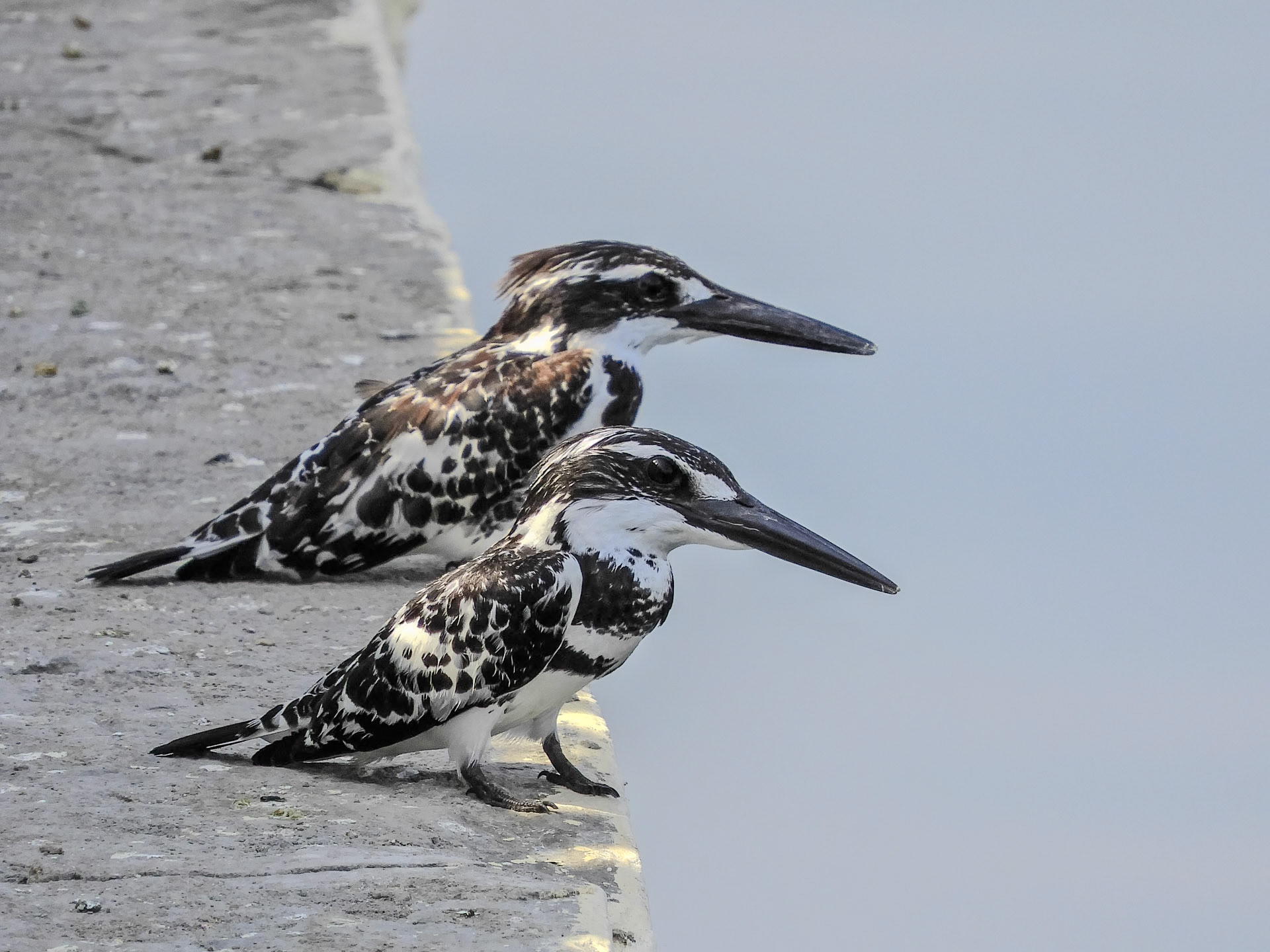 2018-02-21 11:54:58__f/5.6_1/400 sec____