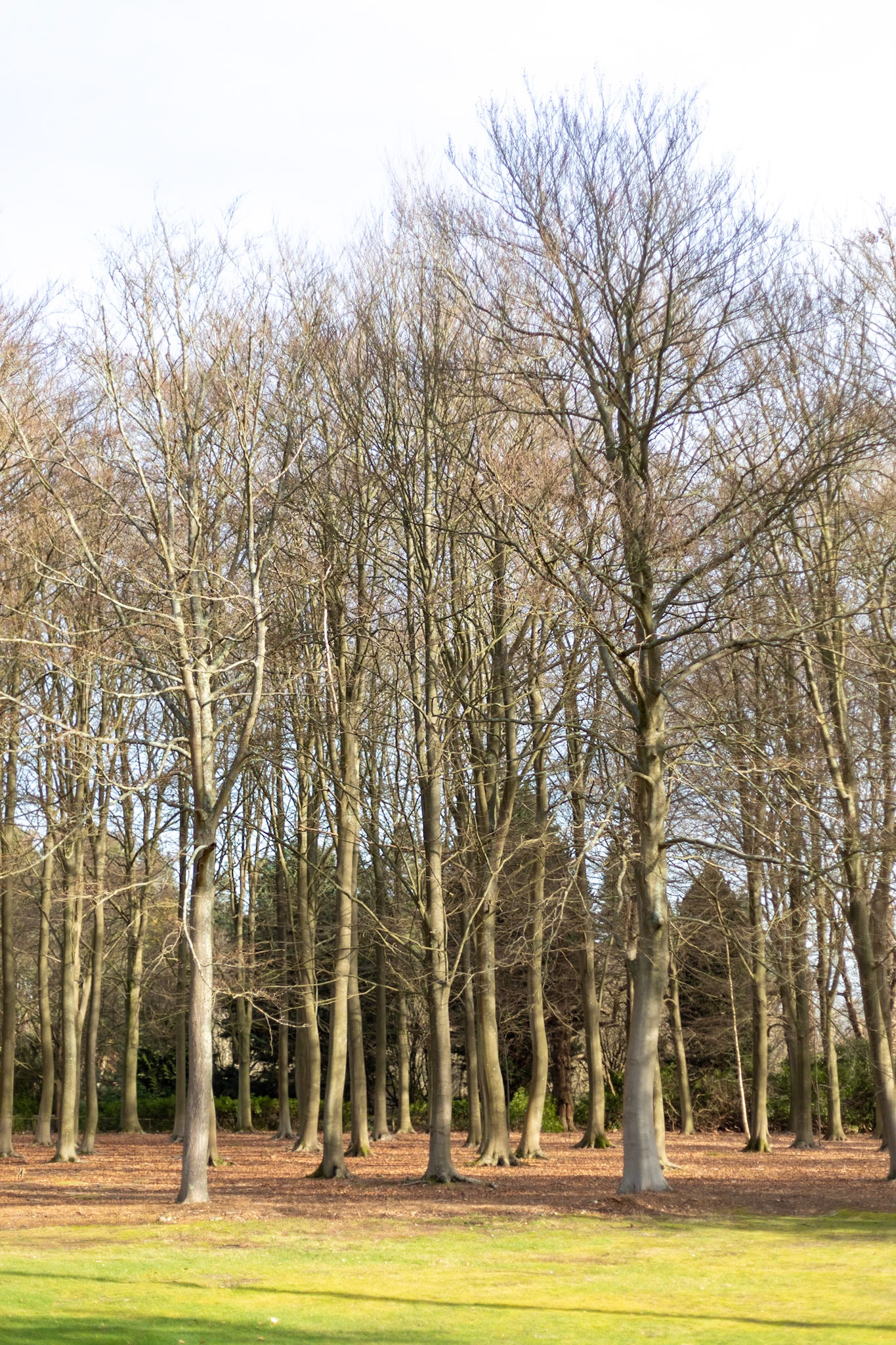 _2023-02-05__Canon__Canon EOS 5D Mark IV__ EF50mm f/1.8 STM__f/1.8__1/1000 sec__The Valley Gardens__Old Windsor__England__51°24'56.628" N 0°36'1.1088" W