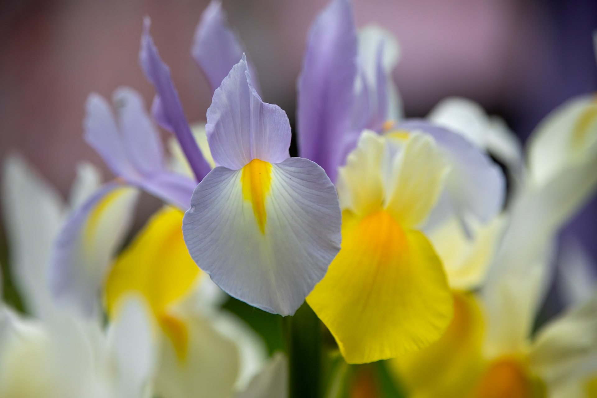 2023-05-23 11:58:18_TAMRON 28-300mm F/3.5-6.3 Di VC PZD A010_f/6.3_1/1000 sec_Iris × hollandica_(Dutch Iris)_Staines Road_Wraysbury_England_51°27'18.252" N 0°33'17.514" W