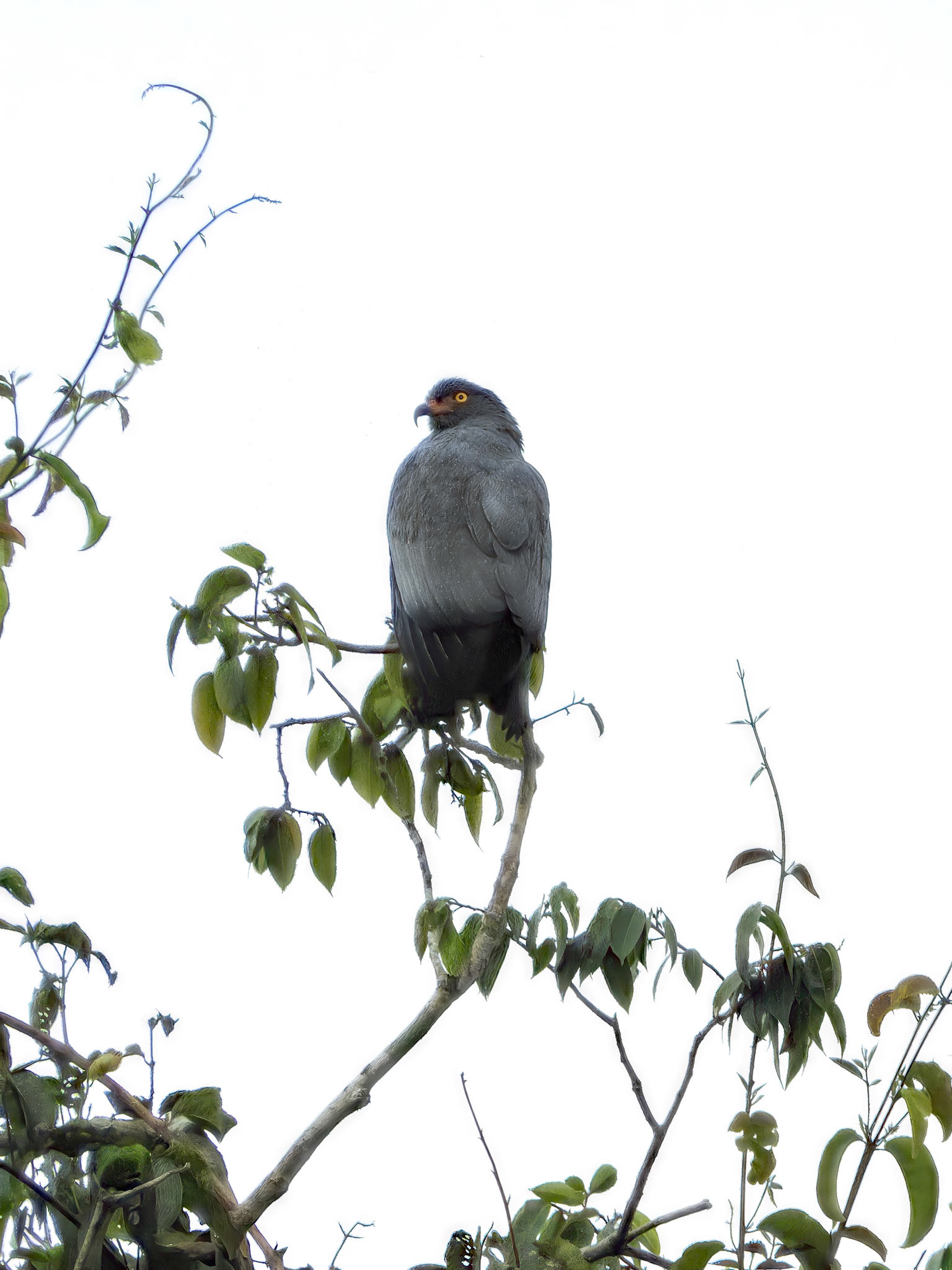 Slender-billed Kite__2026-03-10__Nikon__Coolpix B700__ __f/6__1/250 sec____Las Piedras__Peru__12°31'52.5612" S 69°2'57.948" W