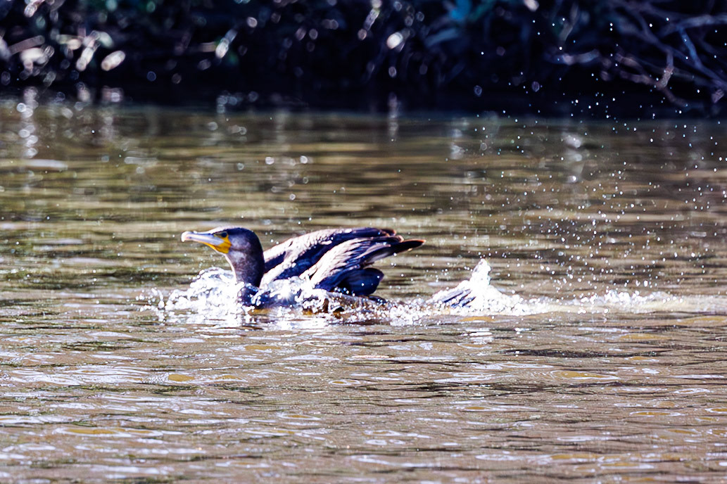 Great Cormorant__2026-03-21__Canon__Canon EOS R3__ RF100-500mm F4.5-7.1 L IS USM__f/7.1__1/2000 sec__Broad Ride__Borough of Runnymede__England__51°24'53.376" N 0°35'28.836" W