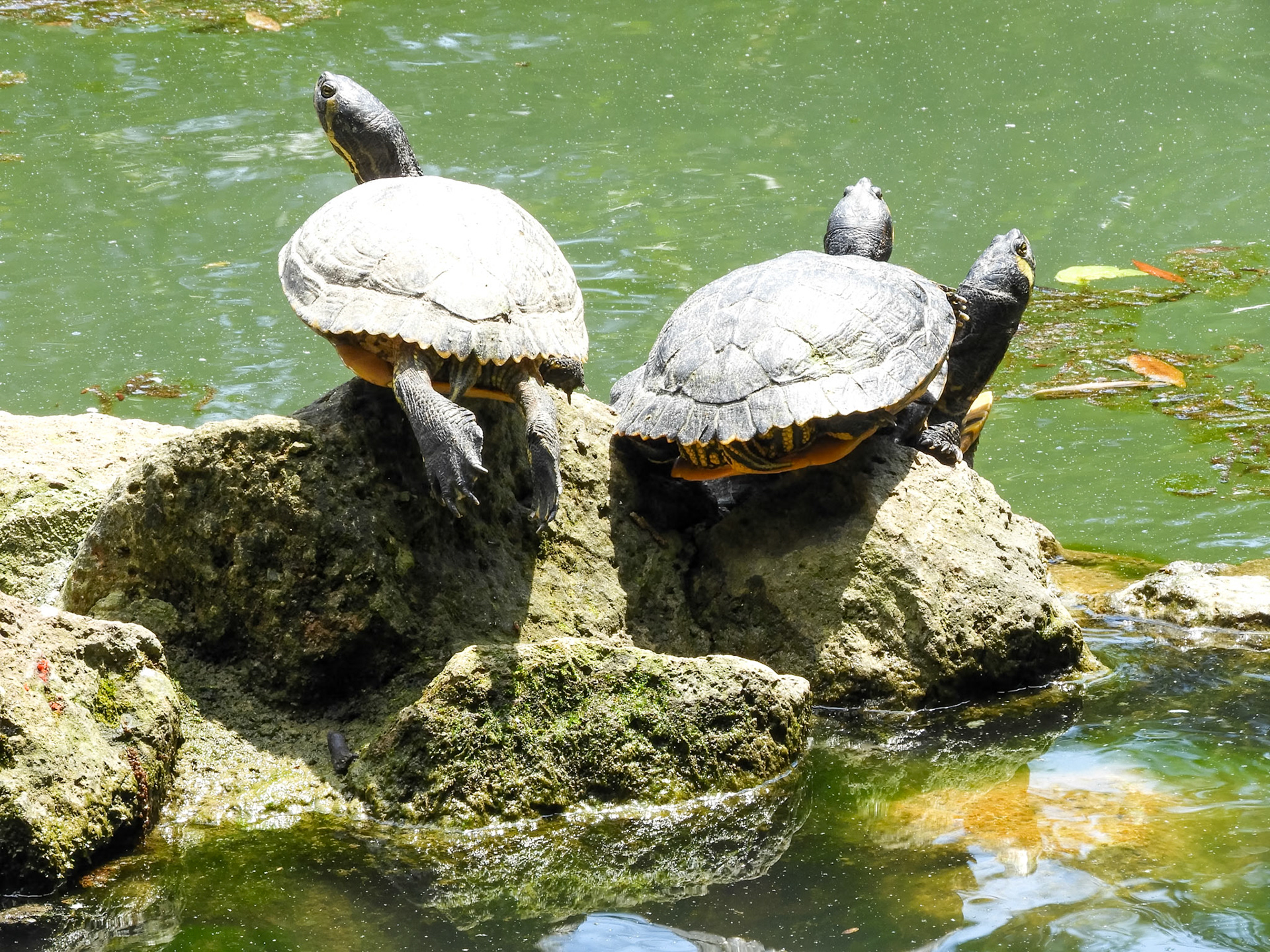 Pond Sliders__2018-05-18__Nikon__Coolpix B700__ __f/7.7__1/60 sec__Via Lombardia__Rome__Italy__41°54'53.442" N 12°28'56.6688" E