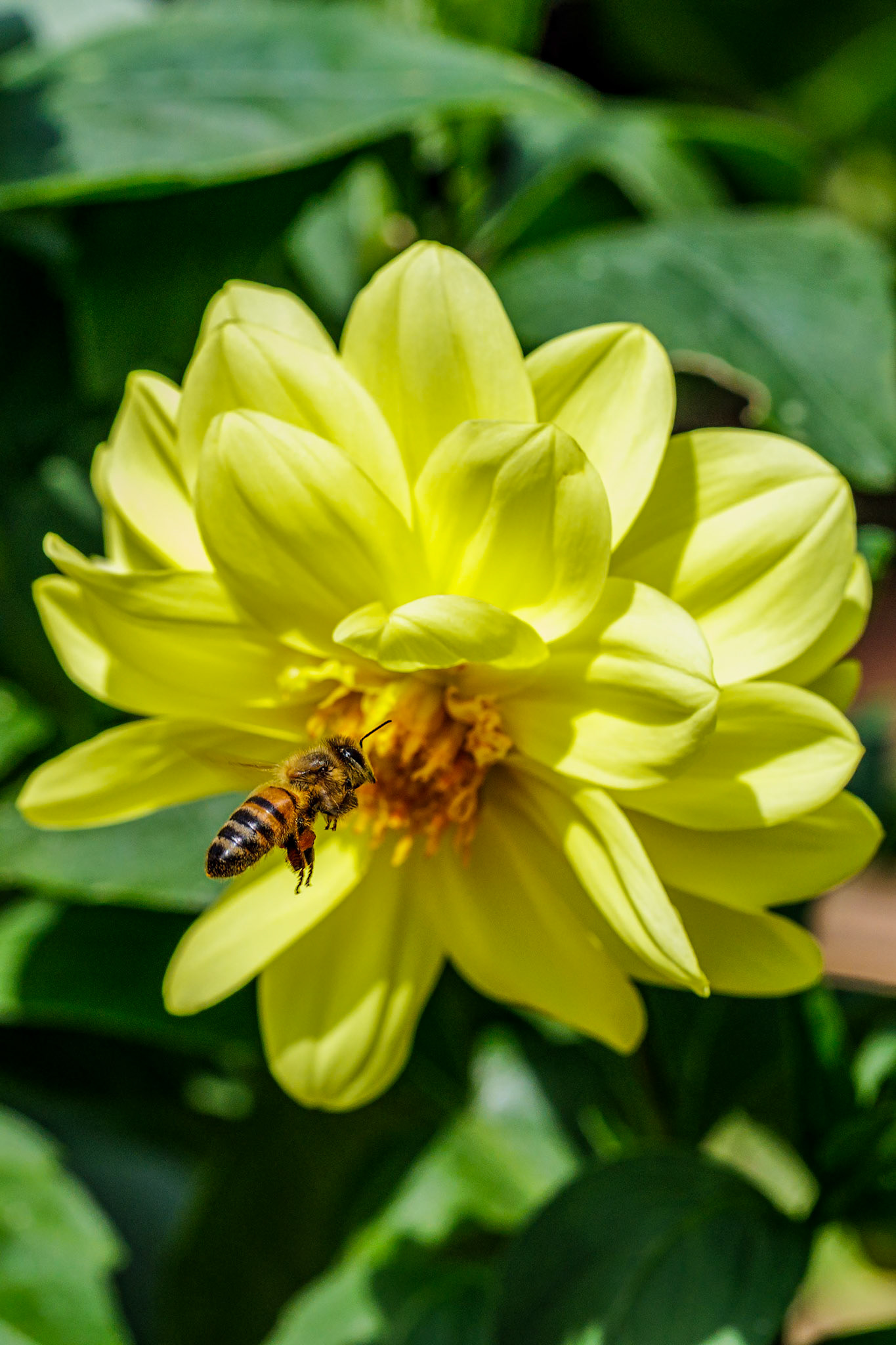 Honey Bee on Dahlia__2025-08-24__Canon__Canon EOS R3__ EF100mm f/2.8L Macro IS USM__f/8__1/800 sec__Old School Court__Hythe End__England__51°27'19.098" N 0°33'16.38" W