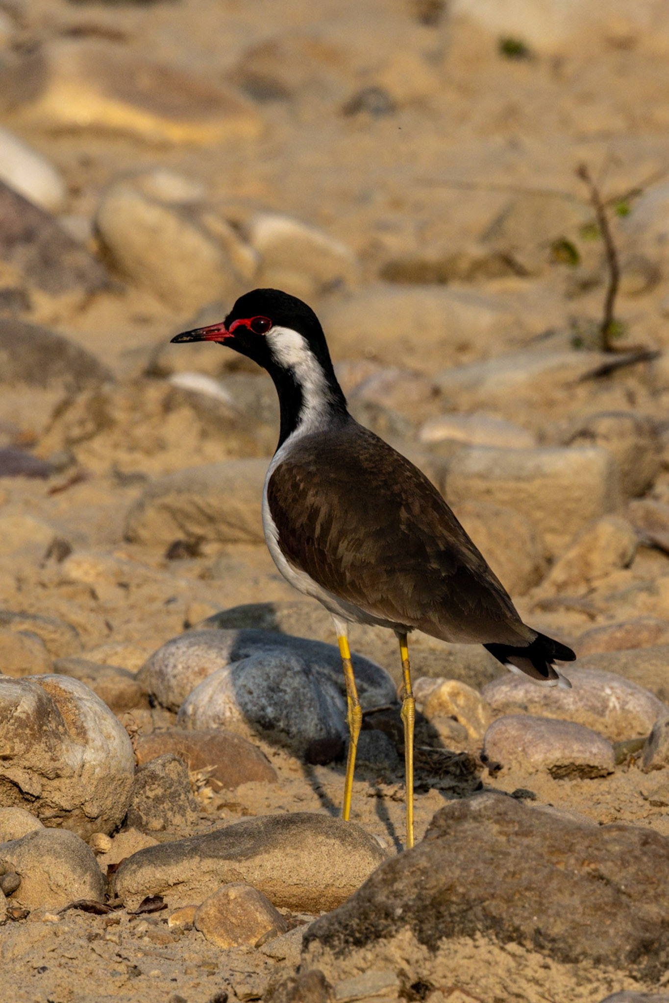 Red-wattled Lapwing__2025-12-02__Canon__Canon EOS R3__ RF100-500mm F4.5-7.1 L IS USM__f/14__1/1000 sec__Jhirna Tourism Rd.__JhirnaFRH__India__29°26'53.8188" N 78°53'37.356" E