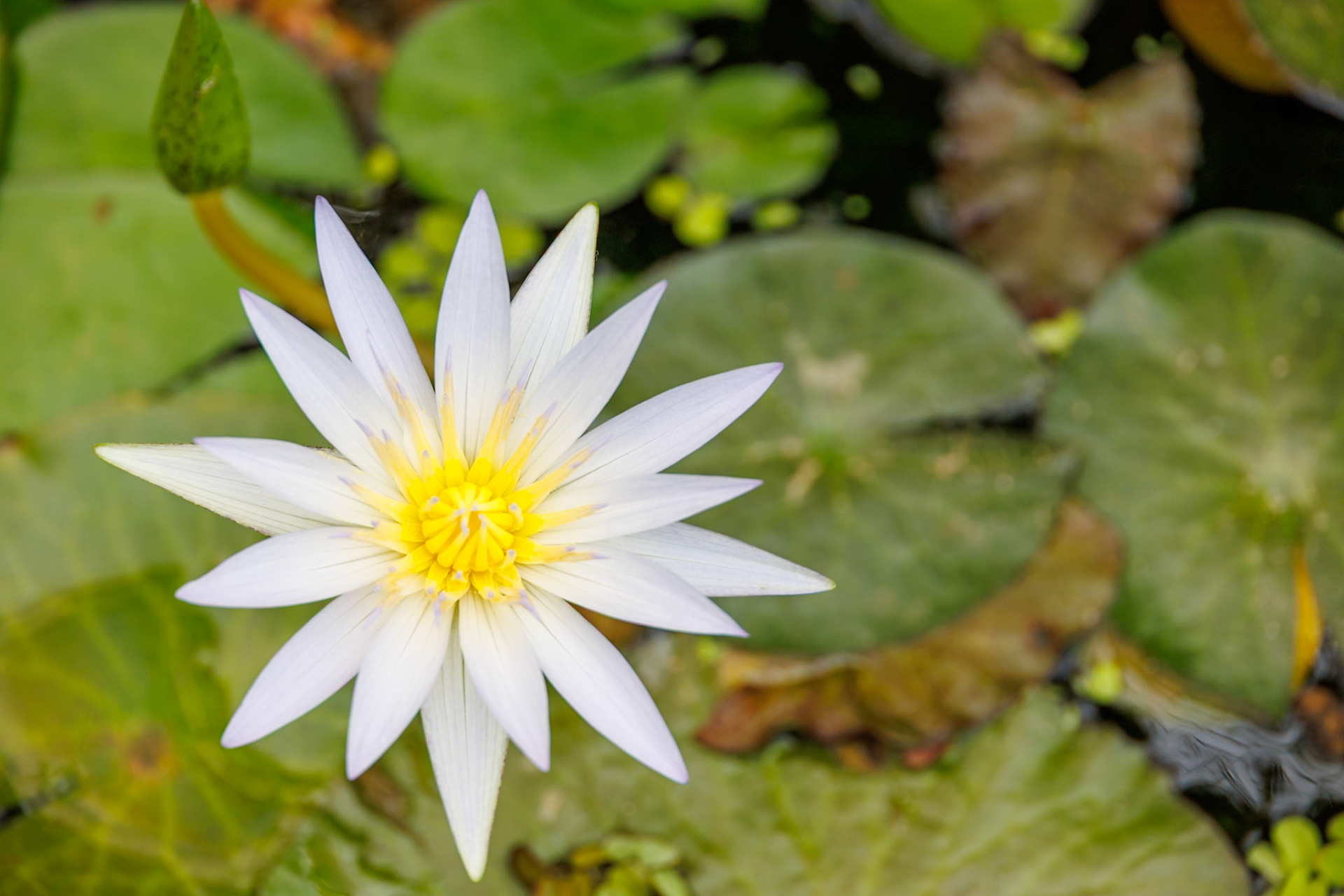 _2024-09-25__Canon__Canon EOS R3__ RF24-240mm F4-6.3 IS USM__f/6.3__1/200 sec__Mihanovićeva ulica__City of Zagreb__Croatia__45°48'18.1008" N 15°58'13.296" E