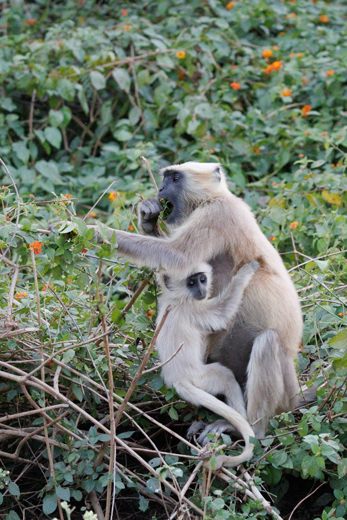 Langur Monkeys__2025-12-02__Canon__Canon EOS R3__ RF100-500mm F4.5-7.1 L IS USM__f/4.5__1/800 sec____JhirnaFRH__India__29°28'20.8128" N 78°54'15.0408" E
