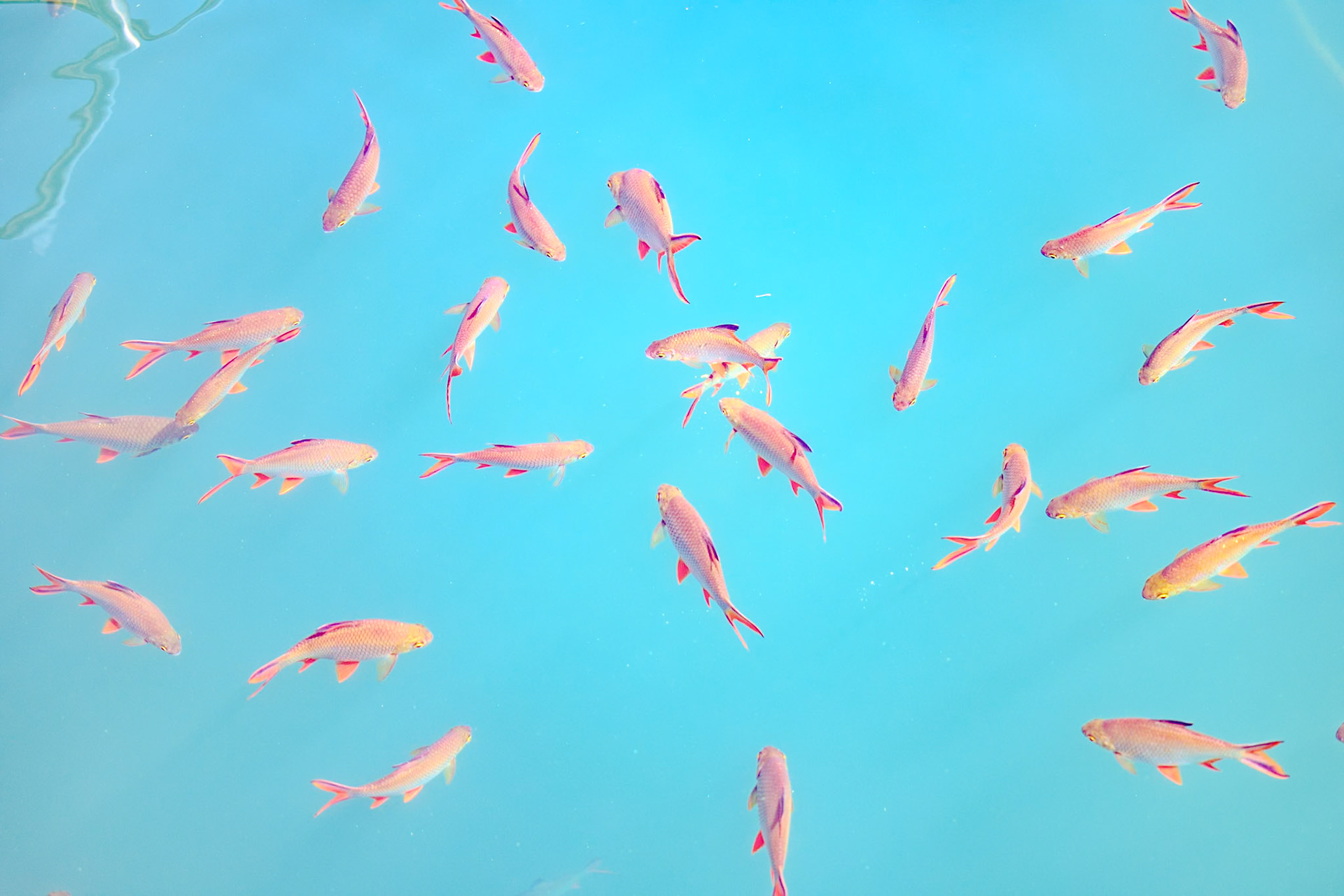 2025-02-10 14:18:06_RF70-200mm F2.8 L IS USM_f/2.8_1/1600 sec_9°0'25.128" N 98°41'46.788" E