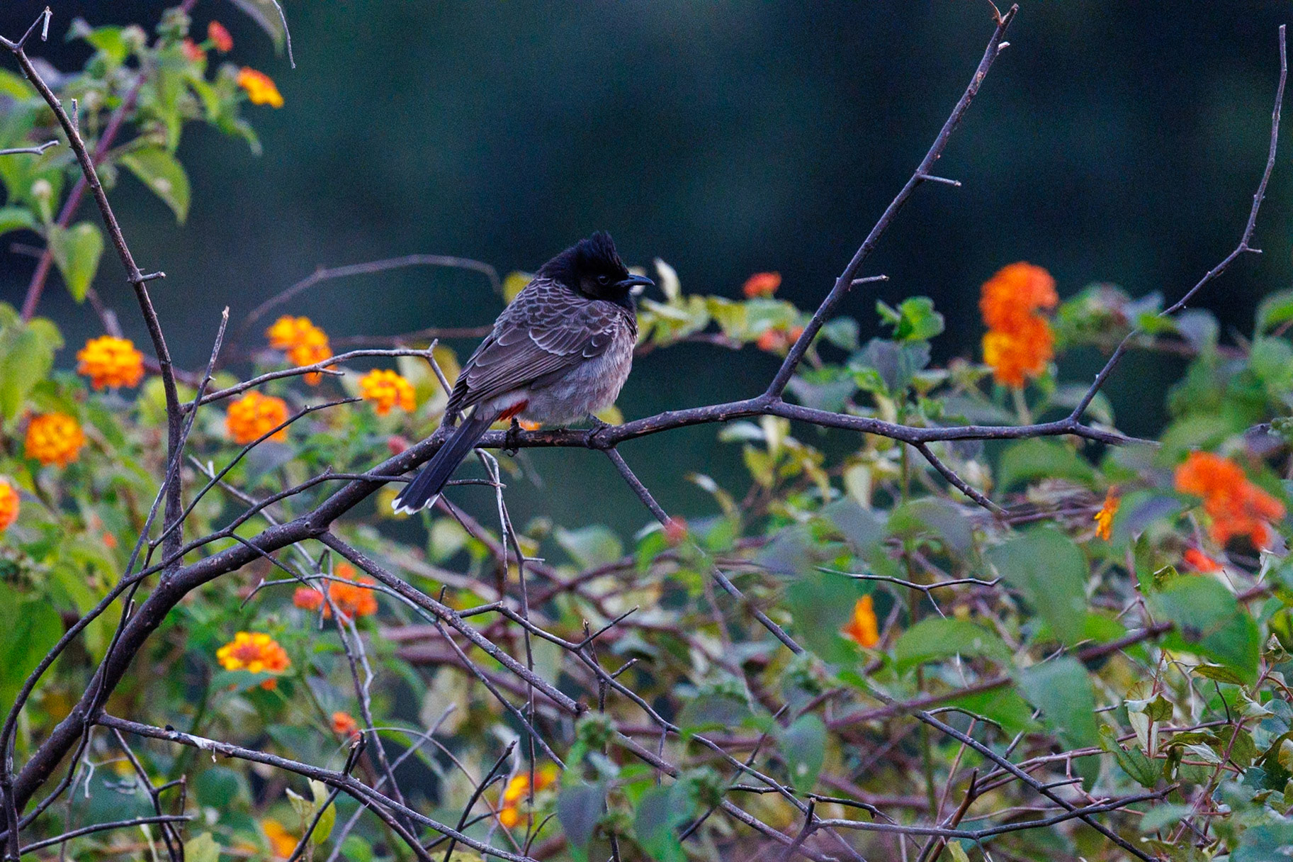 Red-vented Bulbul__2025-12-01__Canon__Canon EOS R3__ RF100-500mm F4.5-7.1 L IS USM__f/7.1__1/500 sec____Dhela FRH__India__29°24'52.452" N 78°59'50.7264" E
