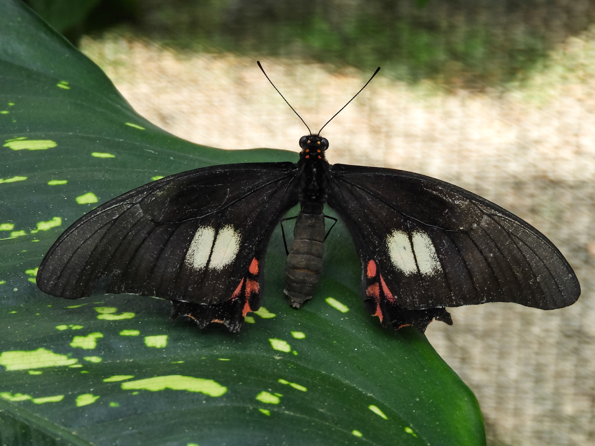 Red-spotted Swallowtail__2018-11-07__Nikon__Coolpix B700__ __f/5__1/60 sec__Vía Aeropuertoo__Tambopata__Peru__12°35'59.946" S 69°13'13.4652" W