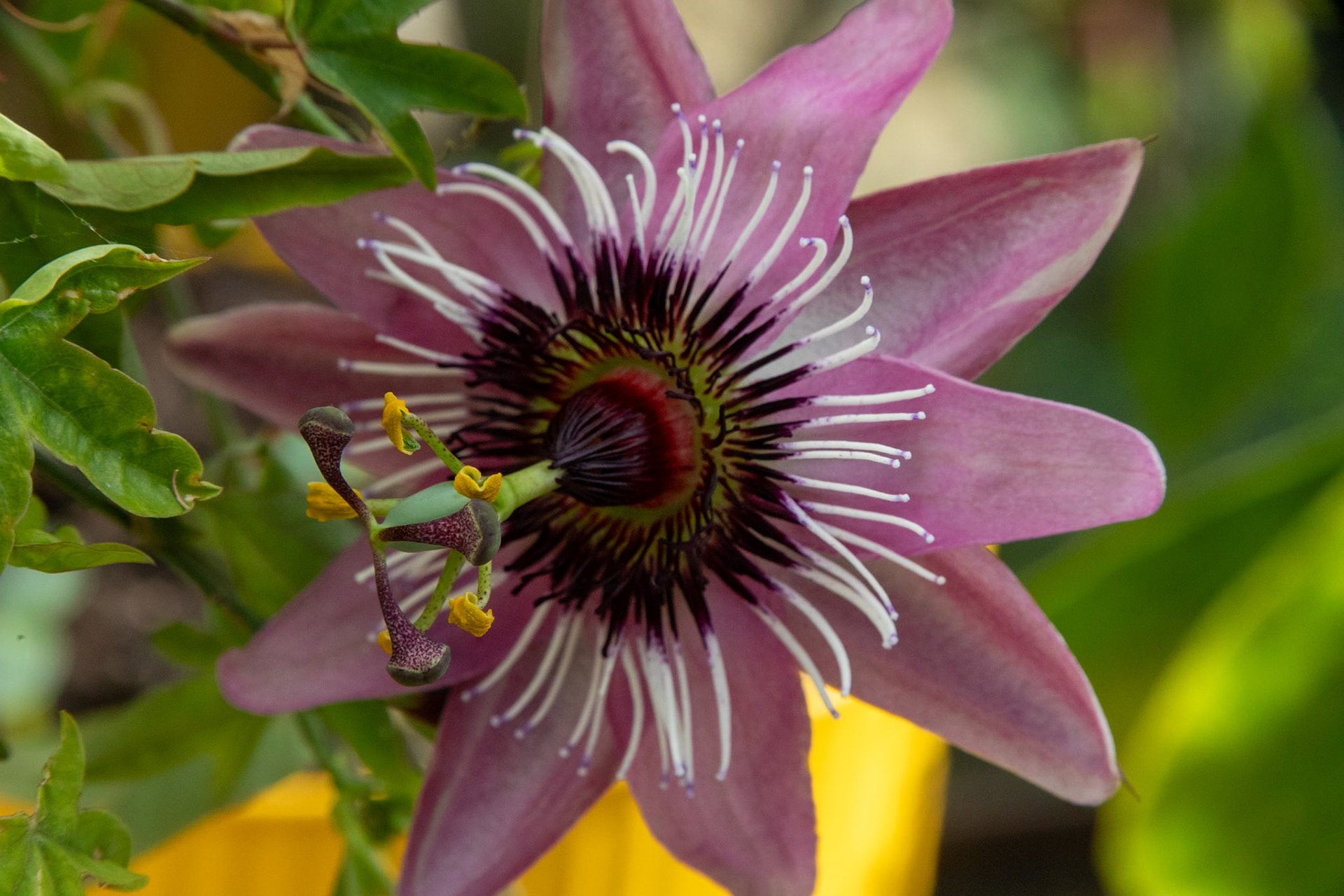 2023-04-25 09:07:41_TAMRON 28-300mm F/3.5-6.3 Di VC PZD A010_f/18_1/250 sec___Staines Road_Wraysbury_England_51°27'18.8568" N 0°33'18.396" W