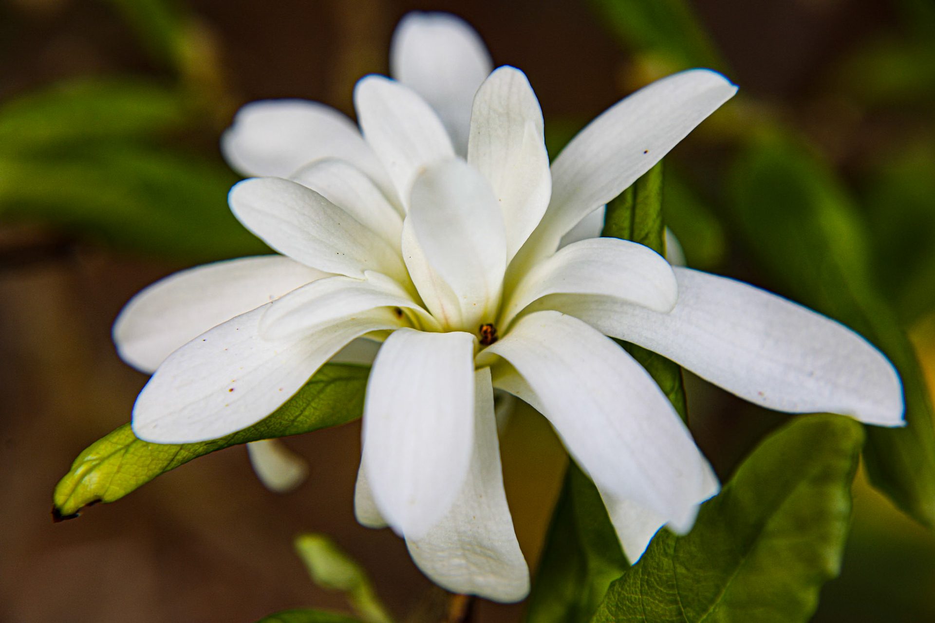 2023-04-19 15:05:08_TAMRON 28-300mm F/3.5-6.3 Di VC PZD A010_f/6.3_1/100 sec_Magnolia Stelata_____