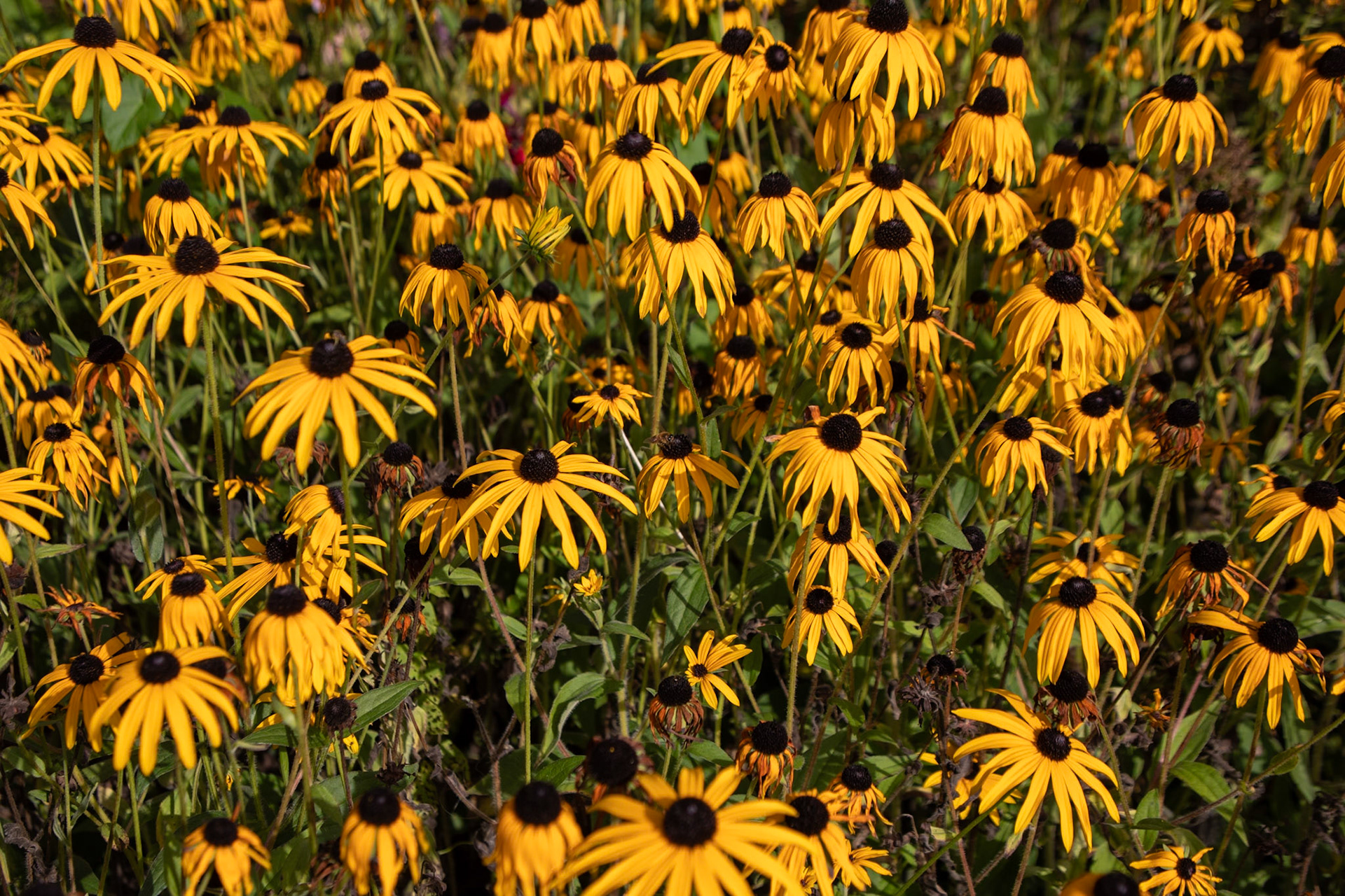 2023-09-05 15:21:15_TAMRON 28-300mm F/3.5-6.3 Di VC PZD A010_f/6.3_1/640 sec_Rudbeckia fulgida var. sullivantii ‘Goldsturm’ – Black-eyed Susan_Portsmouth Road_Woking_England_51°18'46.3608" N 0°28'24.1572" W