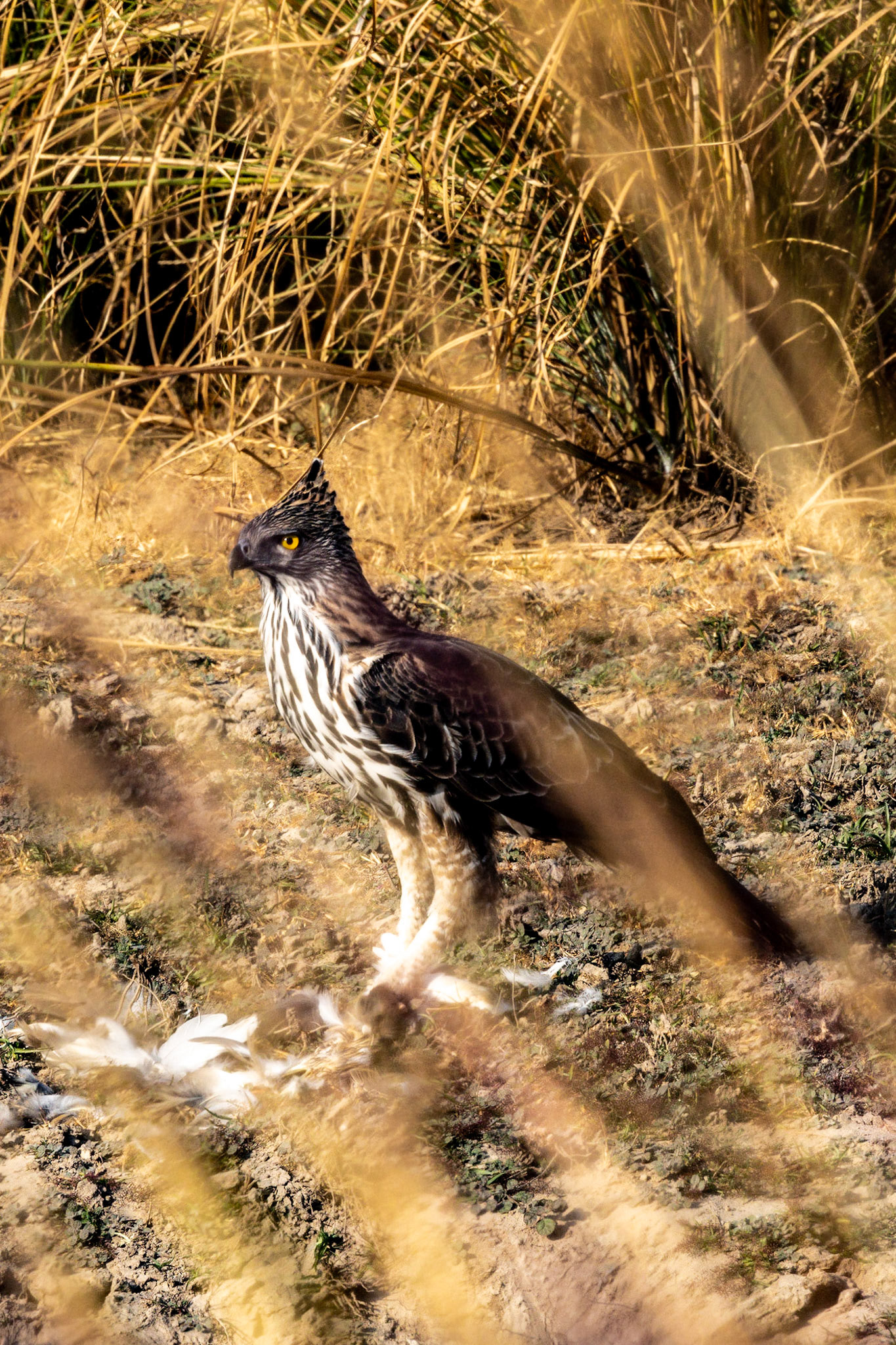 Changeable Hawk Eagle__2025-12-01__Canon__Canon EOS R3__ RF100-500mm F4.5-7.1 L IS USM__f/14__1/250 sec____Ramnagar__India__29°26'20.8248" N 78°57'48.186" E