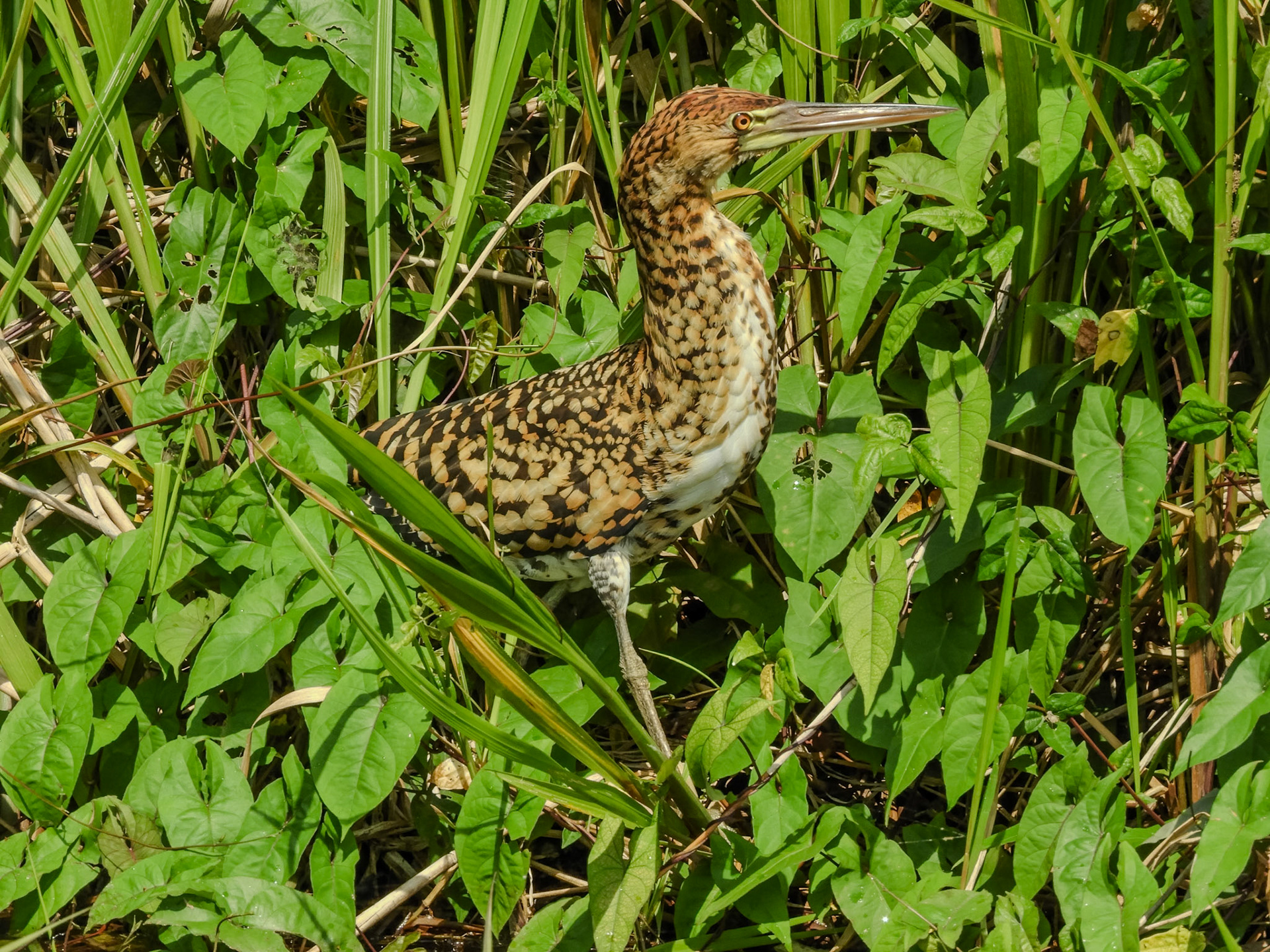 2018-11-04 08:36:39__f/7.7_1/200 sec__Tambopata_Peru_12°36'37.008" S 69°2'39.3468" W