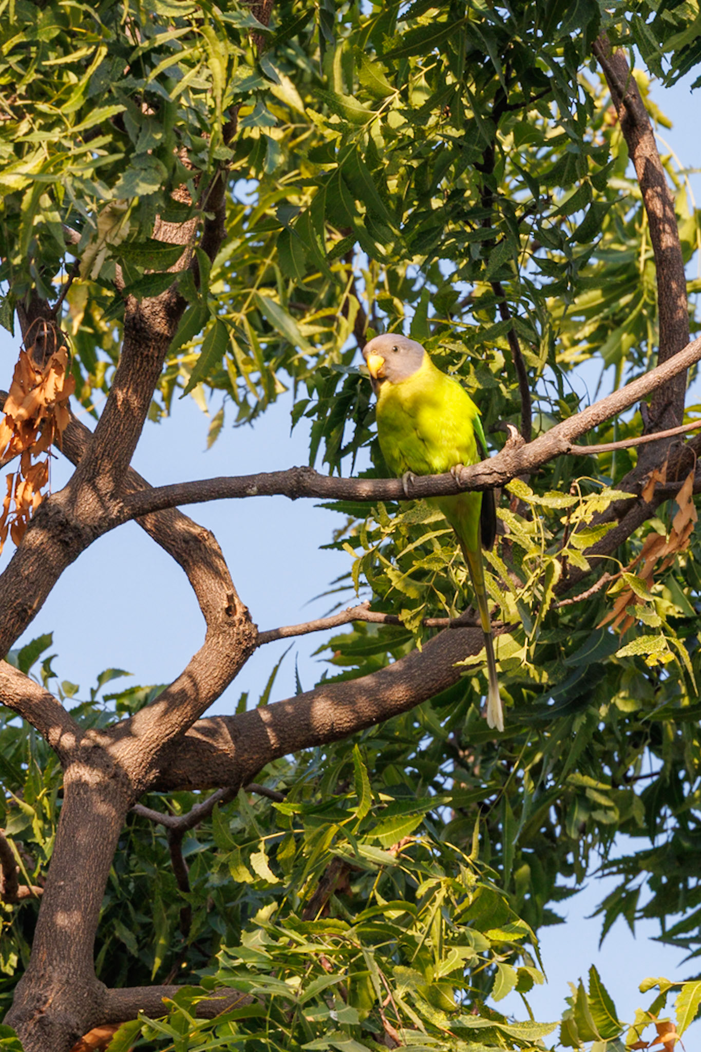 Plum-headed Parakeet__2025-12-01__Canon__Canon EOS R3__ RF100-500mm F4.5-7.1 L IS USM__f/14__1/100 sec____Dhela FRH__India__29°24'52.452" N 78°59'50.7264" E