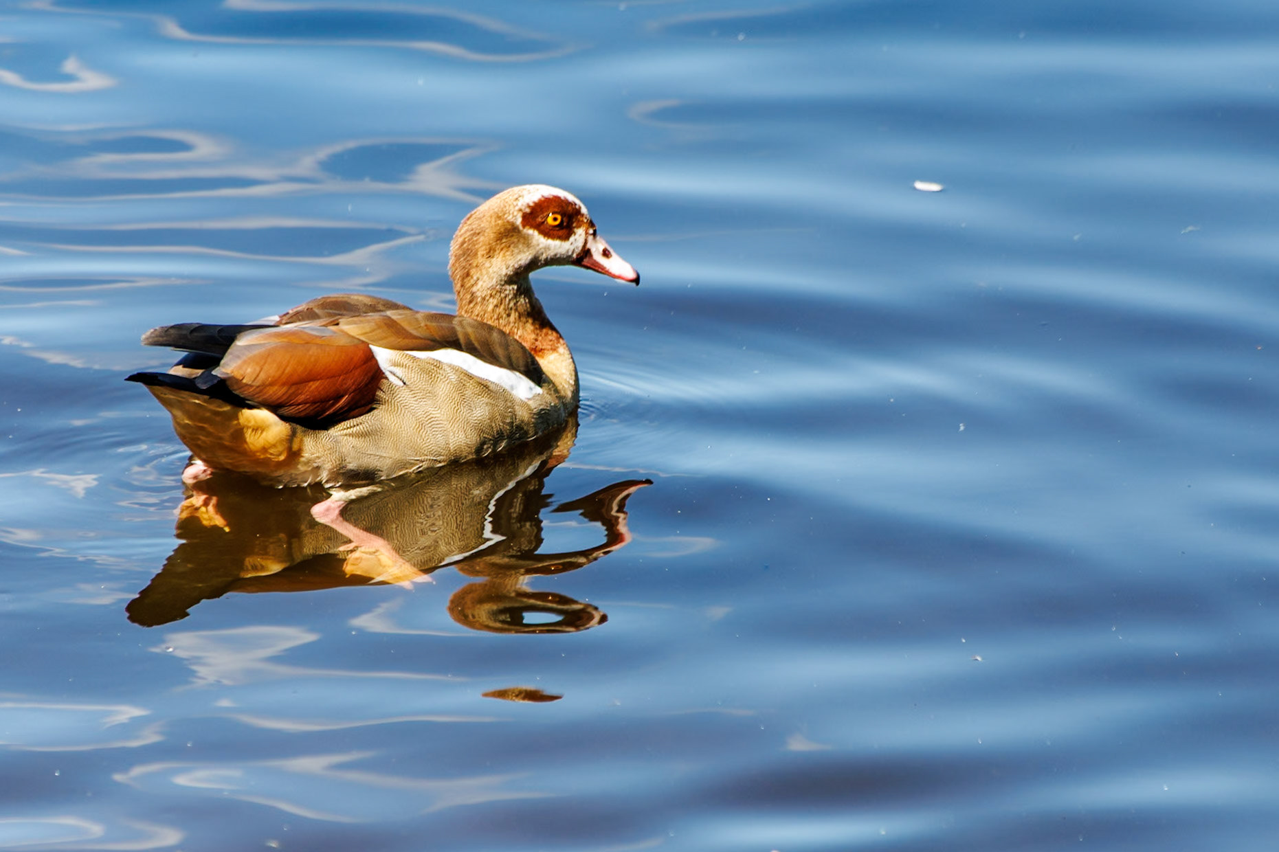 Egyptian Goose__2024-07-29__Canon__Canon EOS R3__ TAMRON 28-300mm F/3.5-6.3 Di VC PZD A010__f/6.3__1/320 sec________