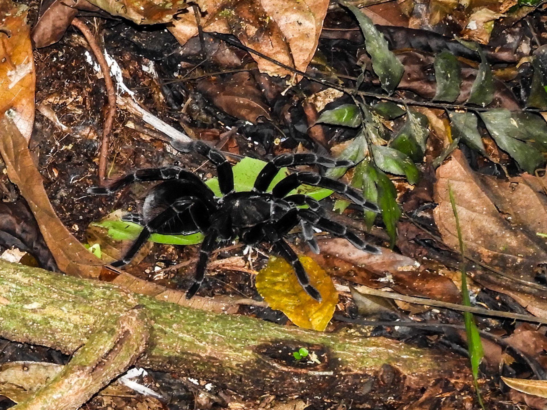 Burrowing Tarantula__2018-11-06__Nikon__Coolpix B700__ __f/4.8__1/60 sec____Las Piedras__Peru__12°32'25.98" S 69°3'13.2552" W