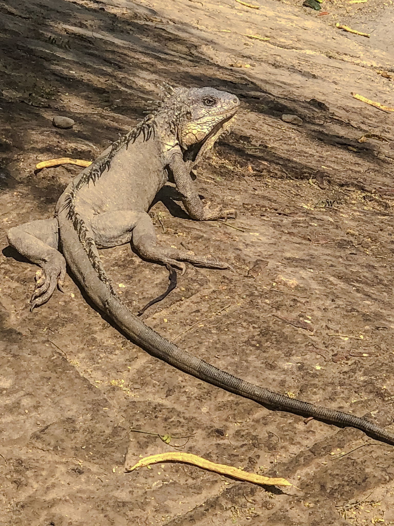 2018-10-21 10:07:34_iPhone X back dual camera 6mm f/2.4_f/2.4_1/1250 sec_Calle Arequipa_Máncora_Peru_4°6'25.11" S 81°3'20.8908" W