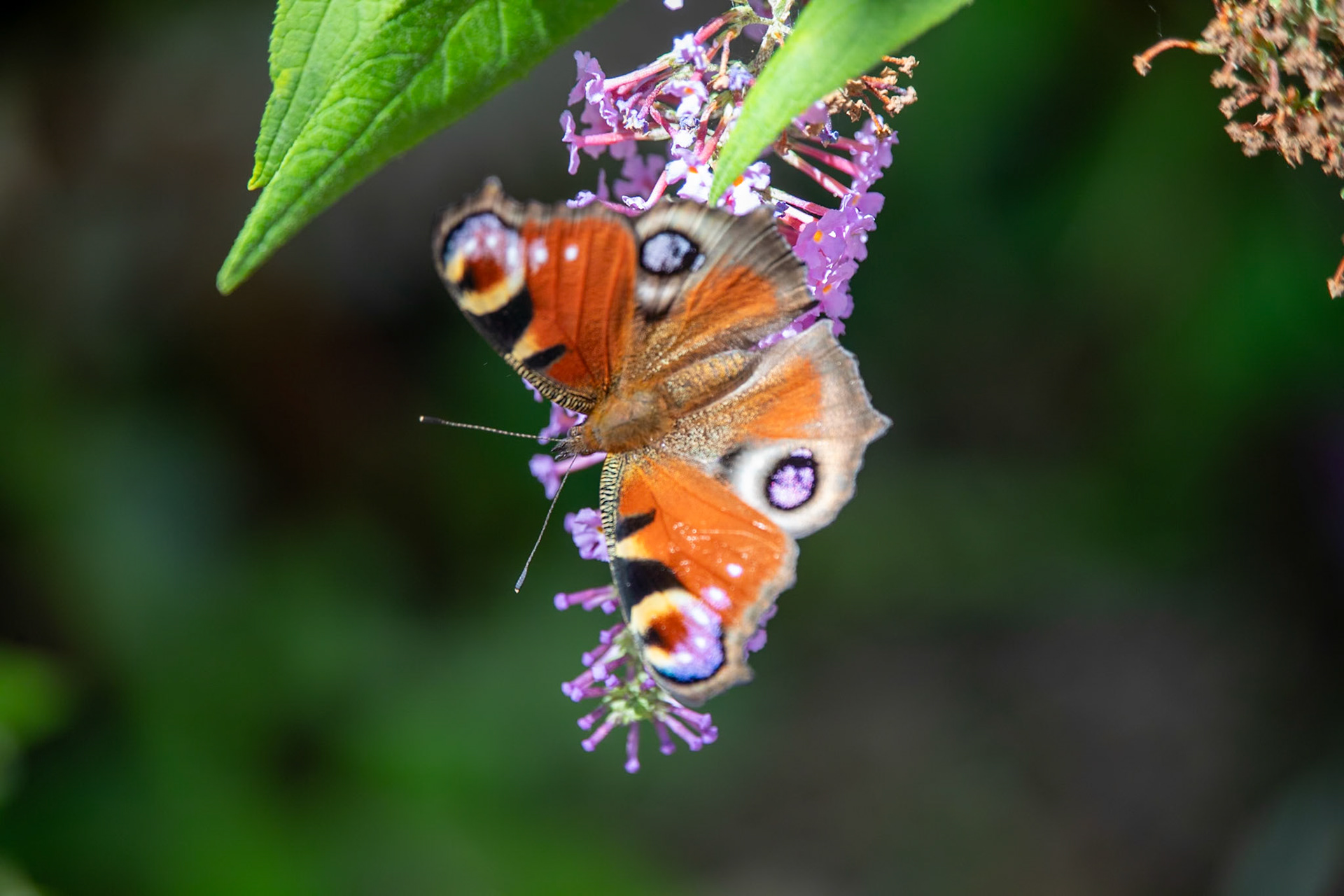 Peacock__2023-07-17__Canon__Canon EOS 5D Mark IV__ TAMRON 28-300mm F/3.5-6.3 Di VC PZD A010__f/6.3__1/320 sec__Staines Road__Wraysbury__England__51°27'16.6752" N 0°33'18.558" W
