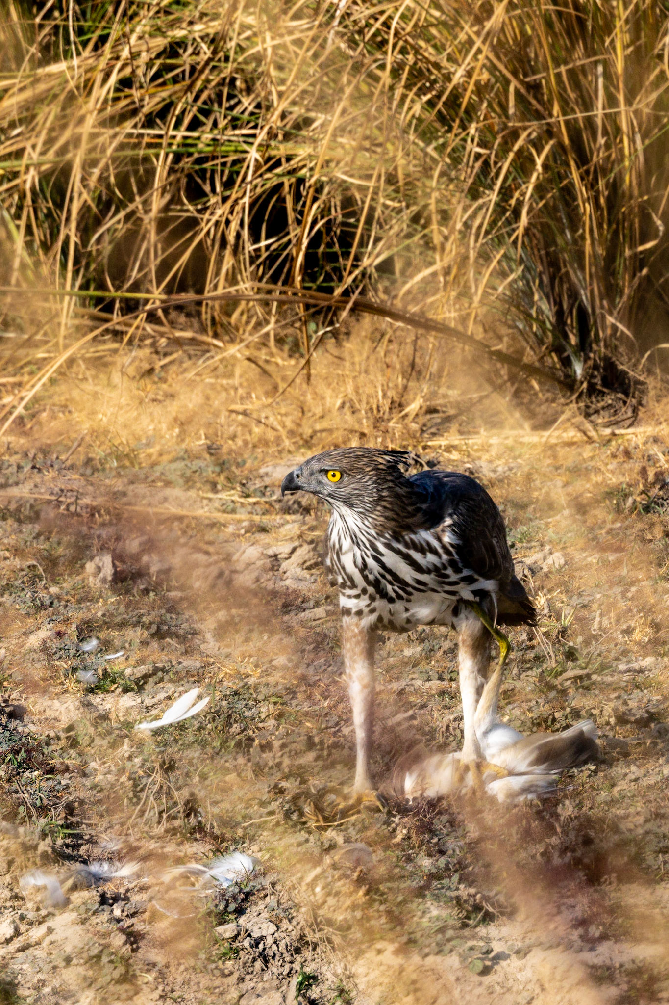 Changeable Hawk Eagle__2025-12-01__Canon__Canon EOS R3__ RF100-500mm F4.5-7.1 L IS USM__f/11__1/400 sec____Ramnagar__India__29°26'20.652" N 78°57'48.1788" E