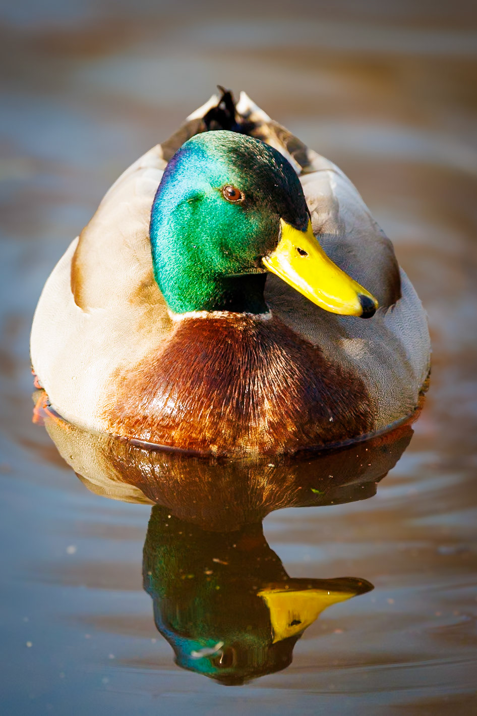 Mallard__2026-02-25__Canon__Canon EOS R3__ RF100-500mm F4.5-7.1 L IS USM__f/7.1__1/1000 sec__Rhododendron Ride__Borough of Runnymede__England__51°25'24.3012" N 0°35'41.406" W