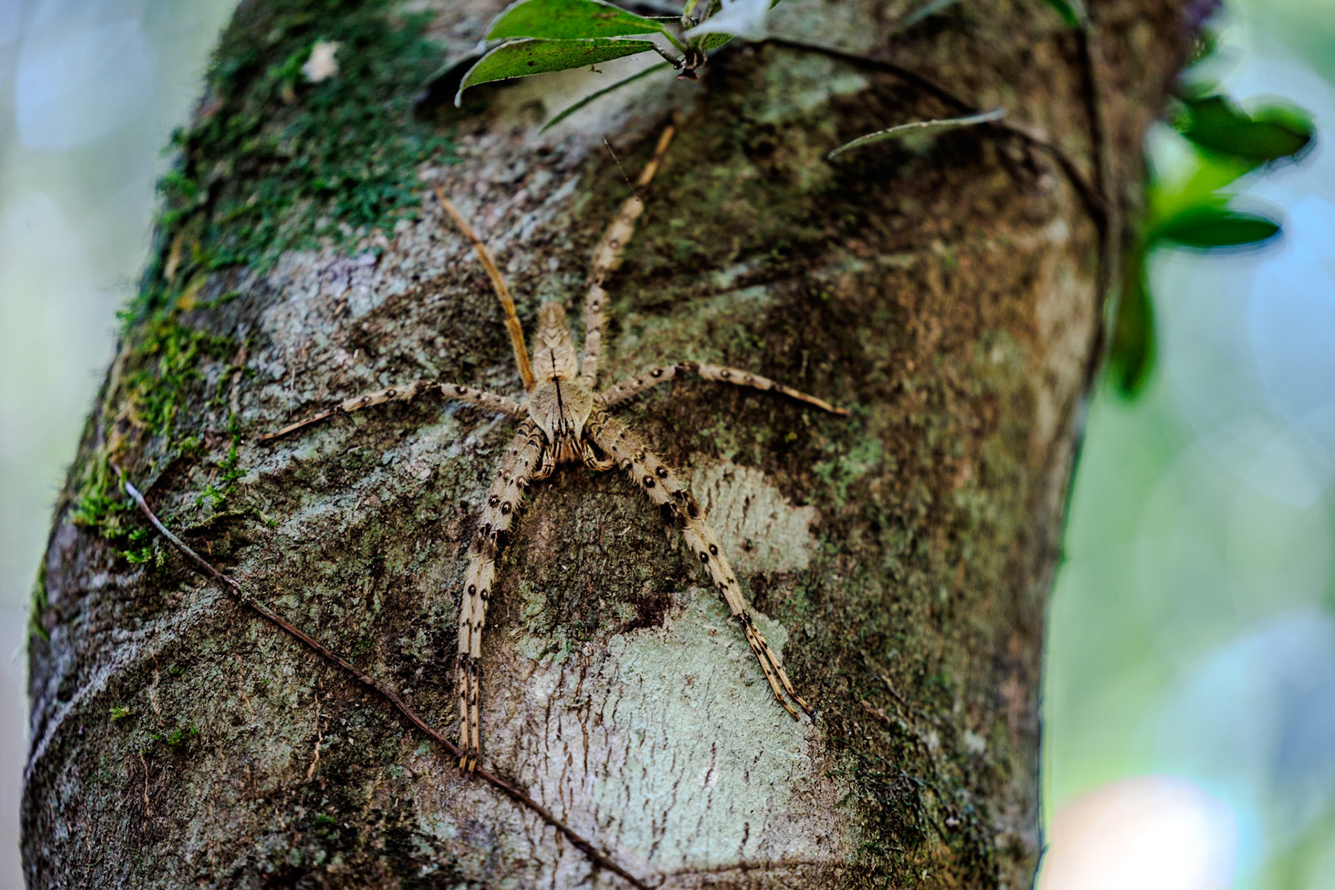 White-banded Fishing Spider__2025-02-11__Canon__Canon EOS R3__ RF70-200mm F2.8 L IS USM__f/2.8__1/125 sec__Path to Wang Pai Ha____Thailand__8°54'44.442" N 98°30'45.486" E