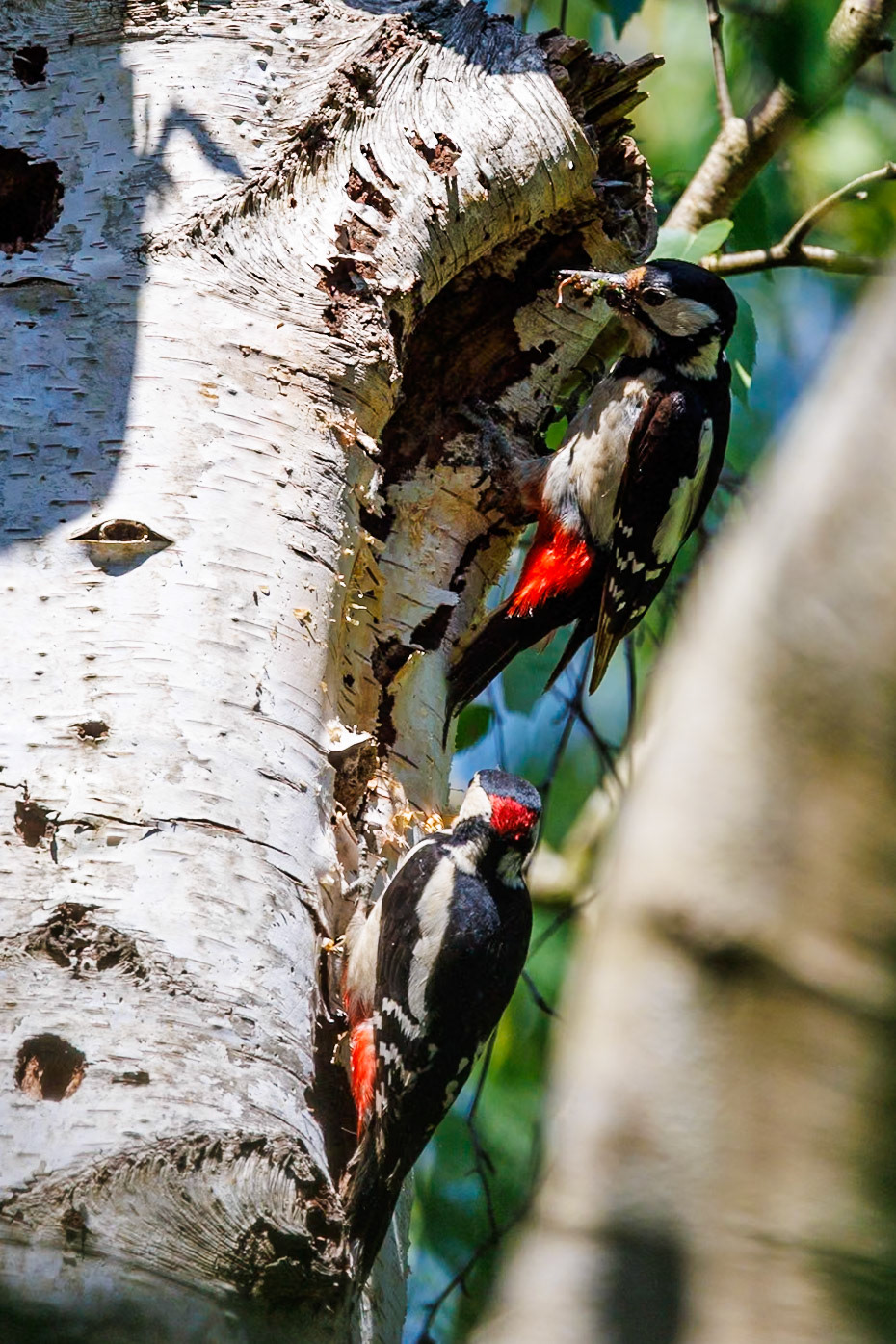 Great Spotted Woodpecker__27/05/2026 18:30:13.630__Canon__Canon EOS R3__ RF100-500mm F4.5-7.1 L IS USM__f/7.1__1/1000 sec__Old School Court__Wraysbury__England__51°27'18.492" N 0°33'17.538" W