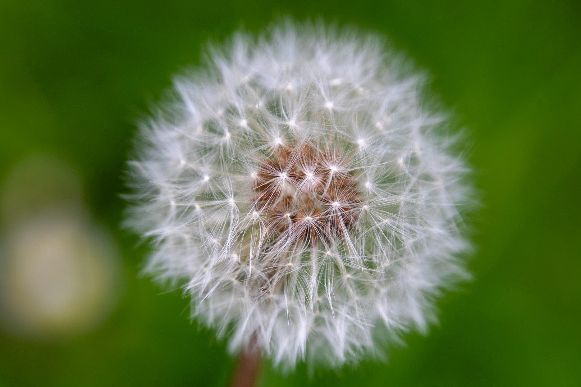 2023-05-14 18:44:50_TAMRON 28-300mm F/3.5-6.3 Di VC PZD A010_f/6.3_1/320 sec_Taraxacum officinale — Common Dandelion_Staines Road_Wraysbury_England_51°27'18.882" N 0°33'18.144" W